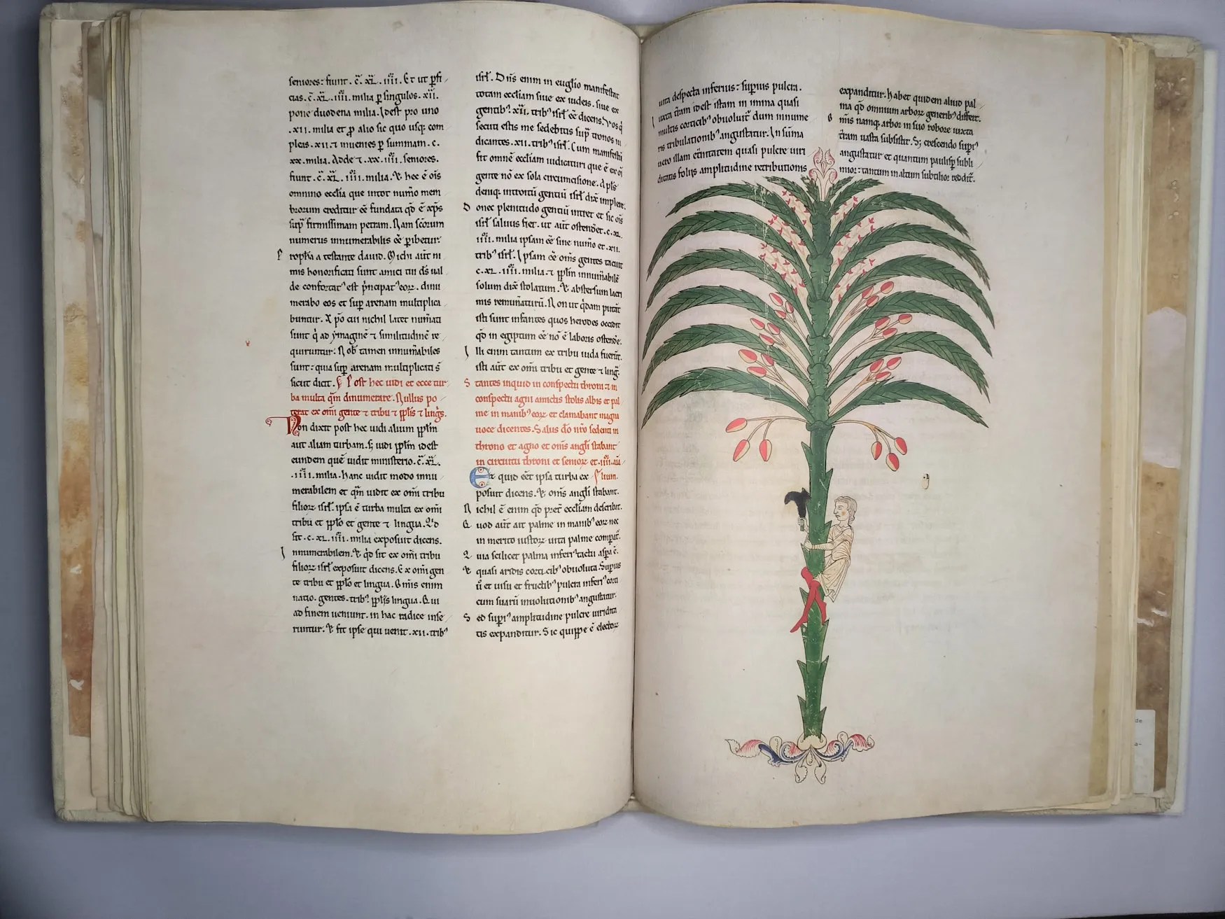 Imagen del facsímil del Beato del Monasterio de San Pedro de Cardeña: "La metáfora de la palmera", Editorial Moleiro