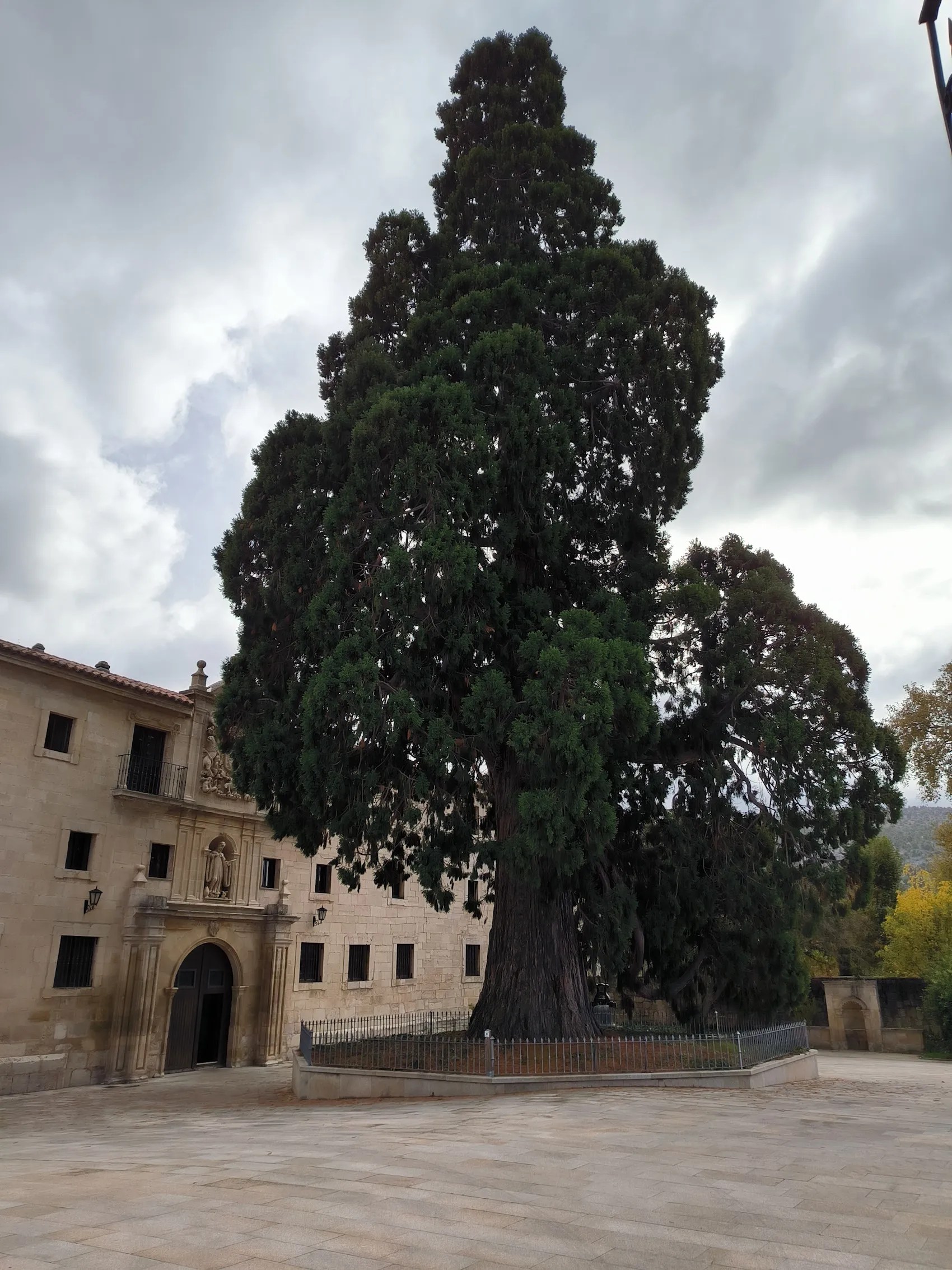 Vista de la gran secuoya situada a la entrada de la residencia monástica del Monasterio de Santo Domingo de Silos