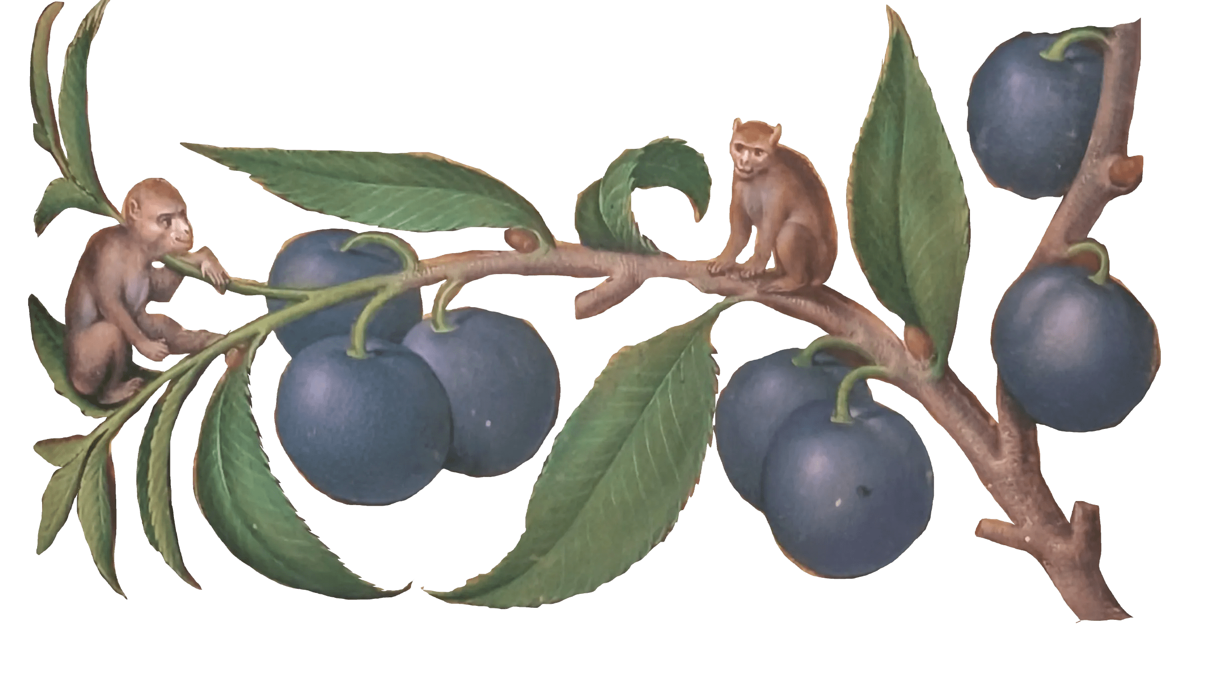 Grandes Horas de Ana de Bretaña, Editorial Moleiro, folio 112r ciruela de damasco