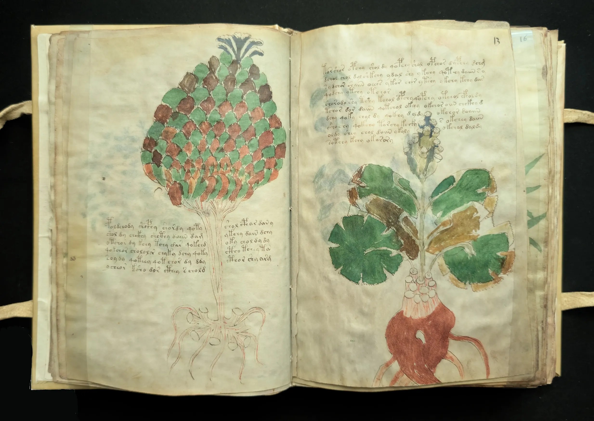 Folios 12-13, sección: herbario