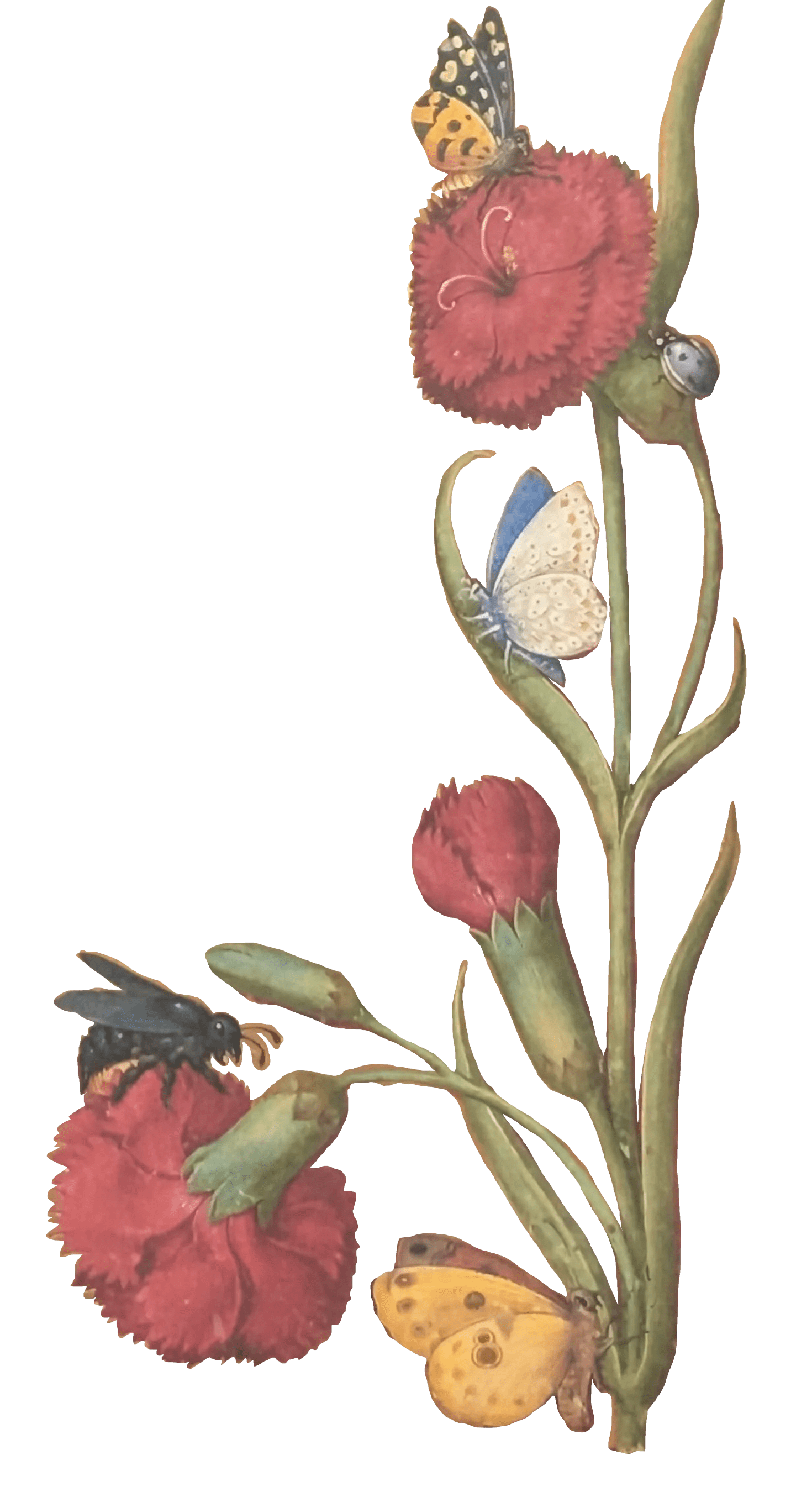 Grandes Horas de Ana de Bretaña, Editorial Moleiro, folio 17r Clavel doble rojo