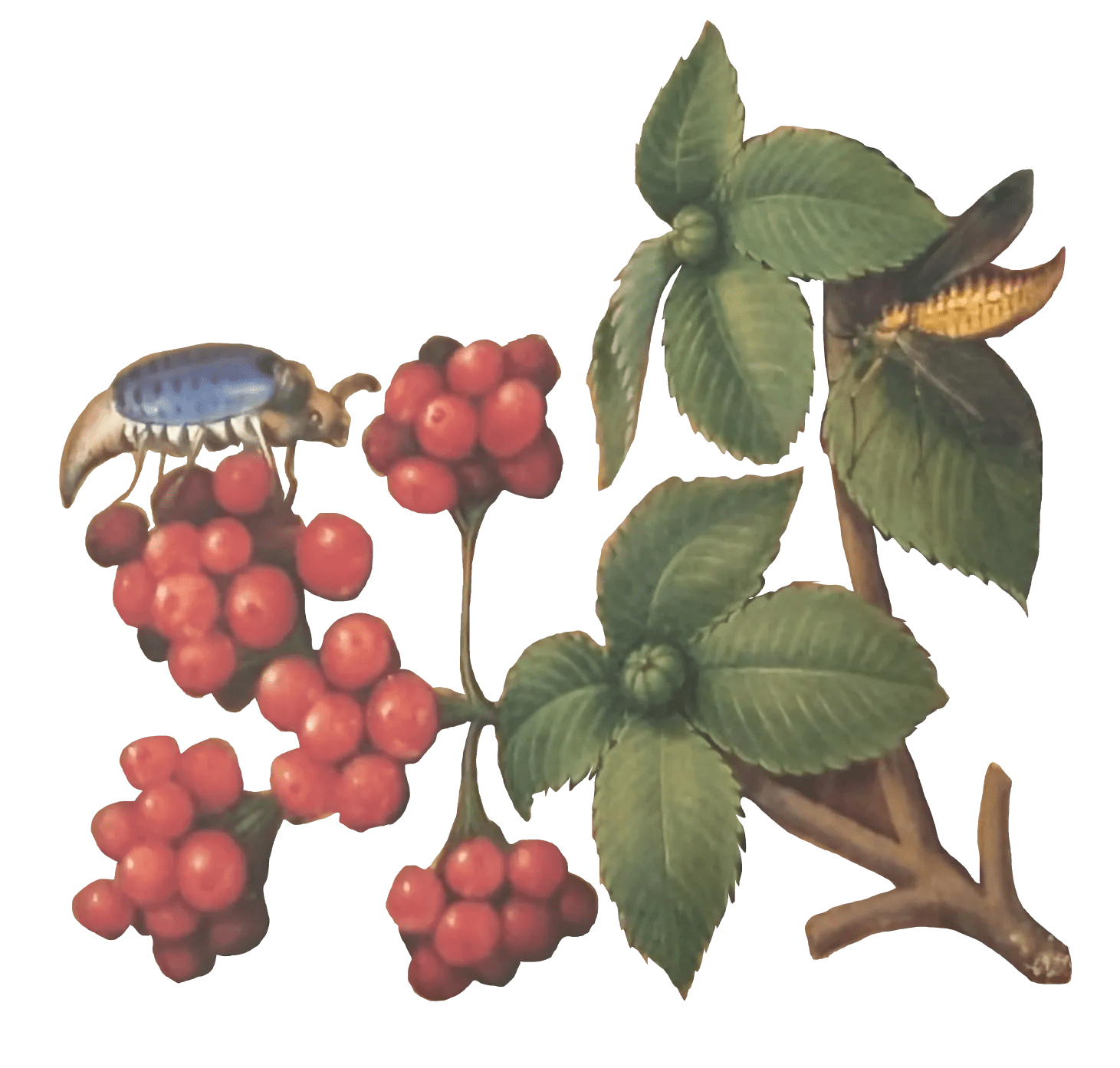 Grandes Horas de Ana de Bretaña, Editorial Moleiro, folio 190r saúco