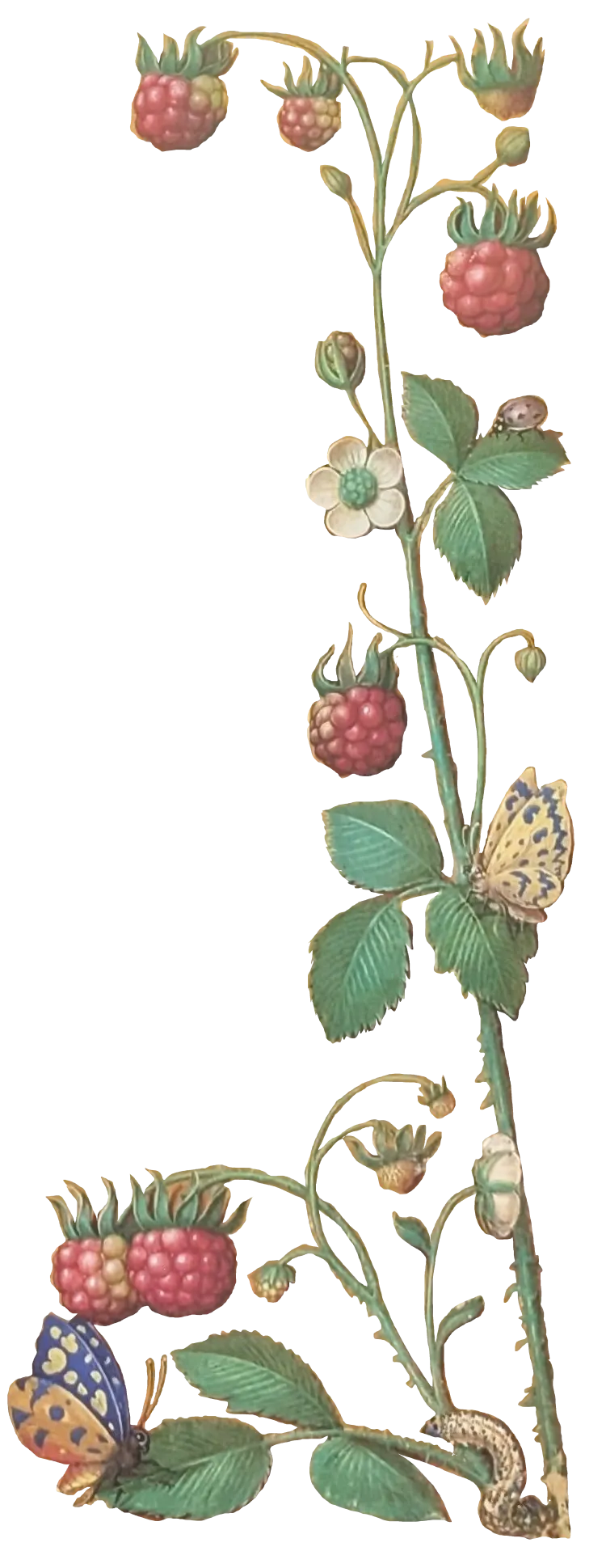 Grandes Horas de Ana de Bretaña, Editorial Moleiro, folio 20r Frambueso