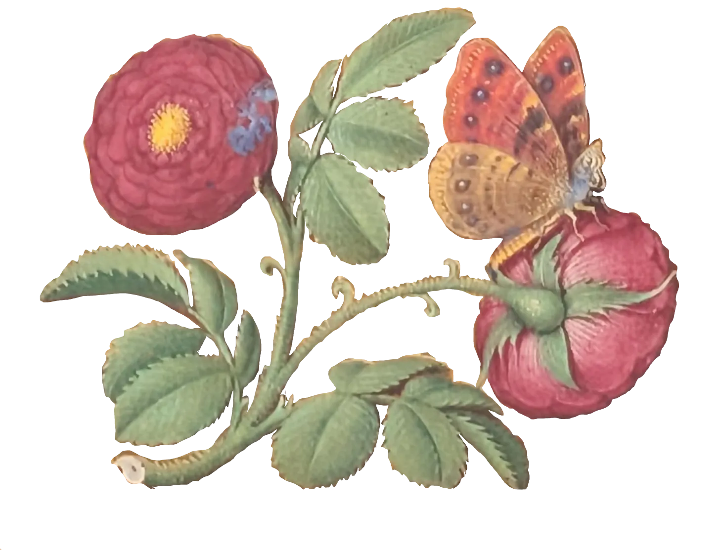 Grandes Horas de Ana de Bretaña, Editorial Moleiro, folio 27r rosa común