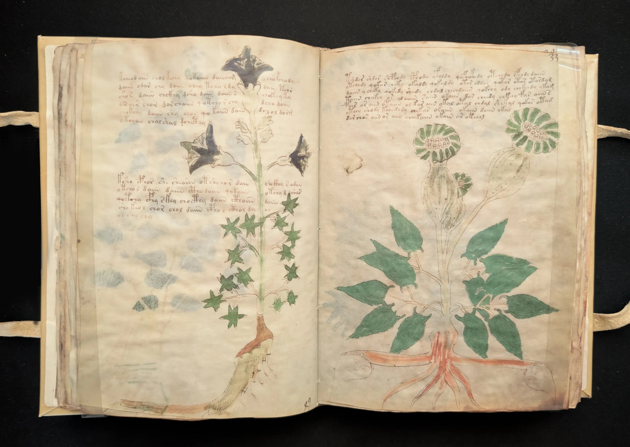 Folios 32-33, sección: herbario