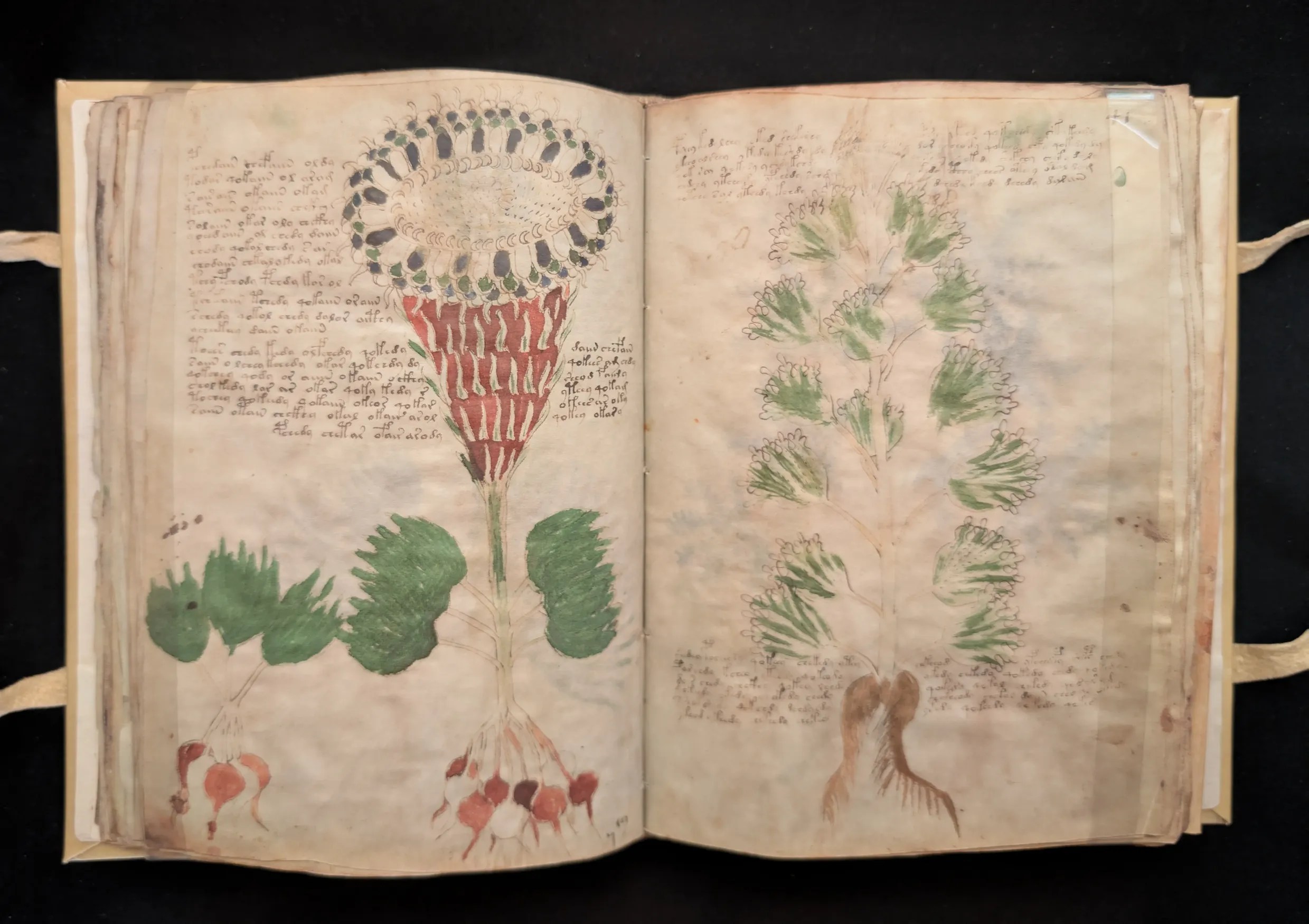 Folios 40-41, sección: herbario