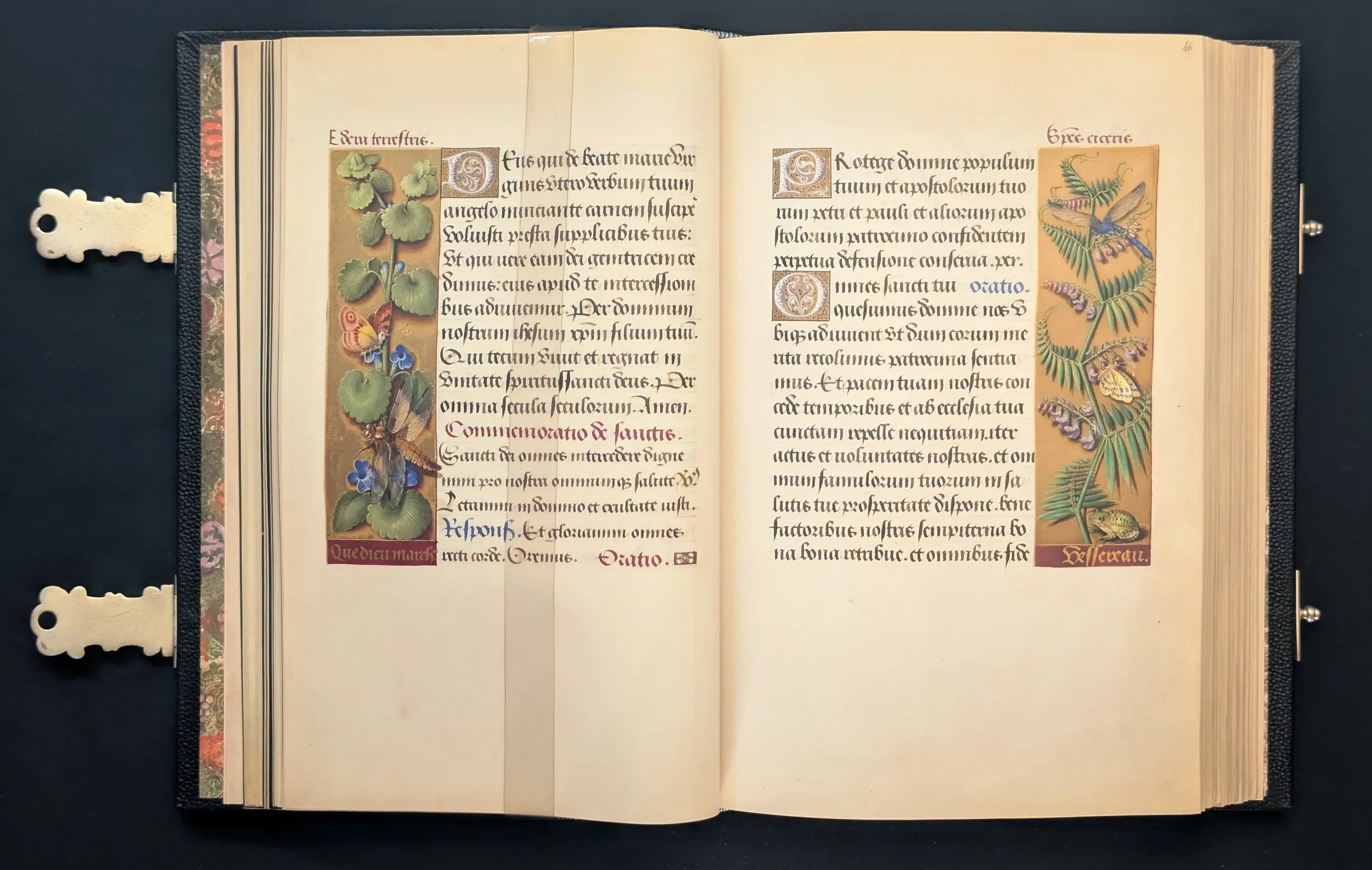 Grandes Horas de Ana de Bretaña, Editorial Moleiro, folio 45v hiedra terrestre, 46r arveja