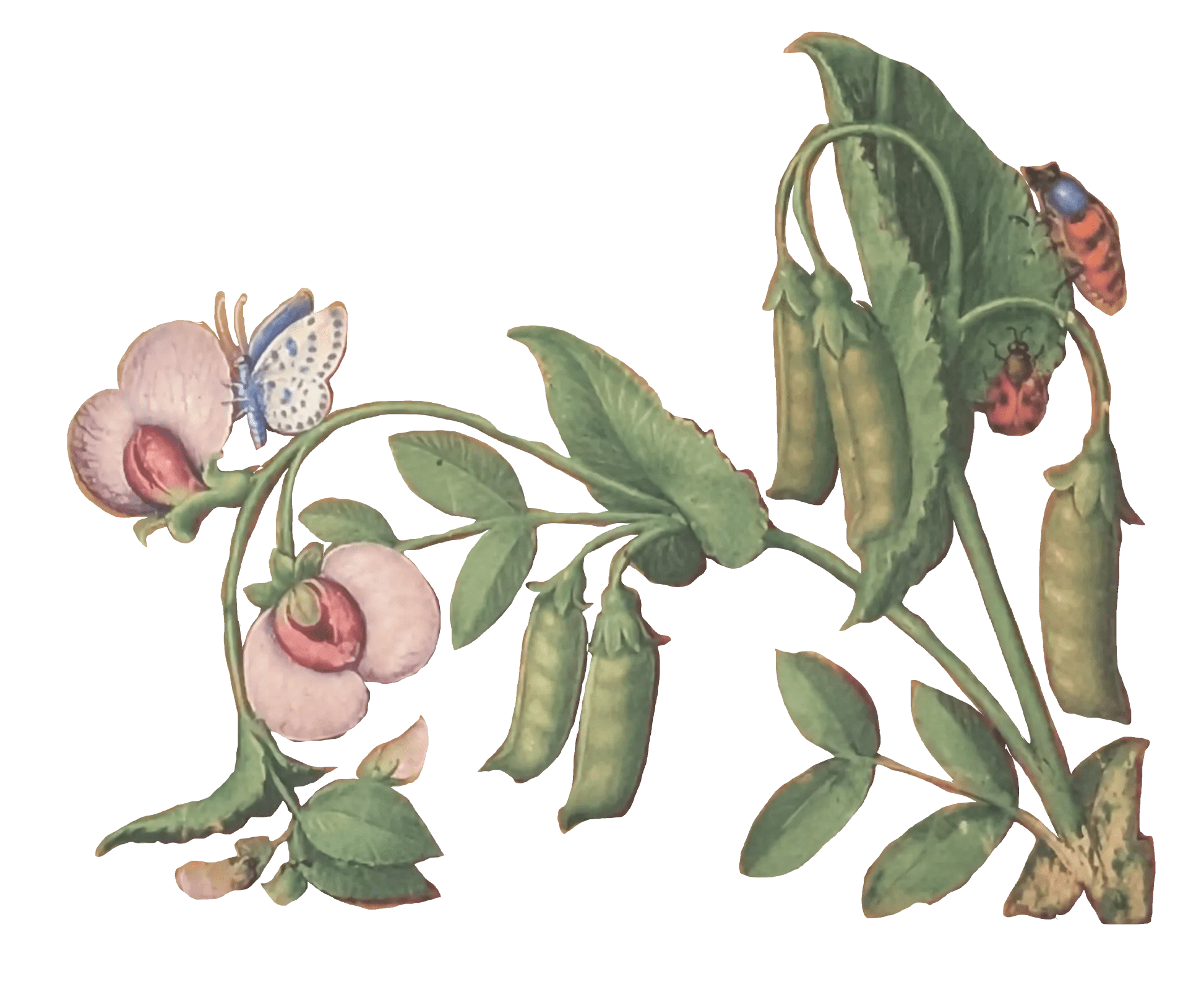 Grandes Horas de Ana de Bretaña, Editorial Moleiro, folio 48r guisante