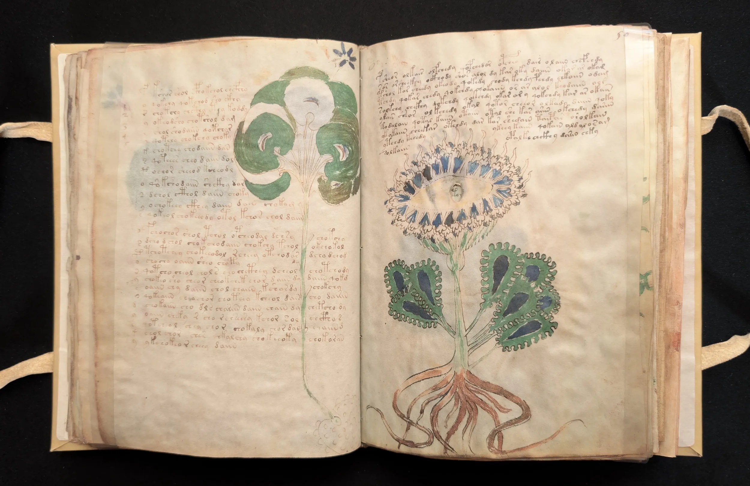 Folios 49-50, sección: herbario