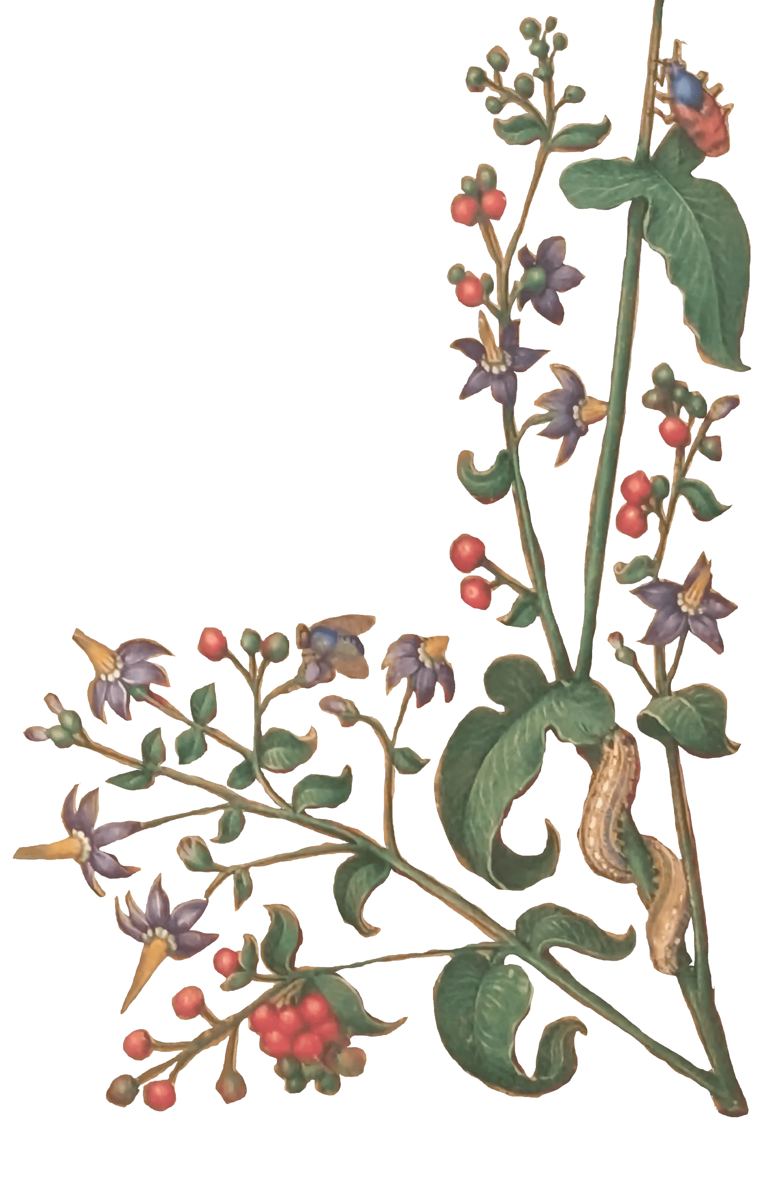 Grandes Horas de Ana de Bretaña, Editorial Moleiro, folio 59r dulcamara