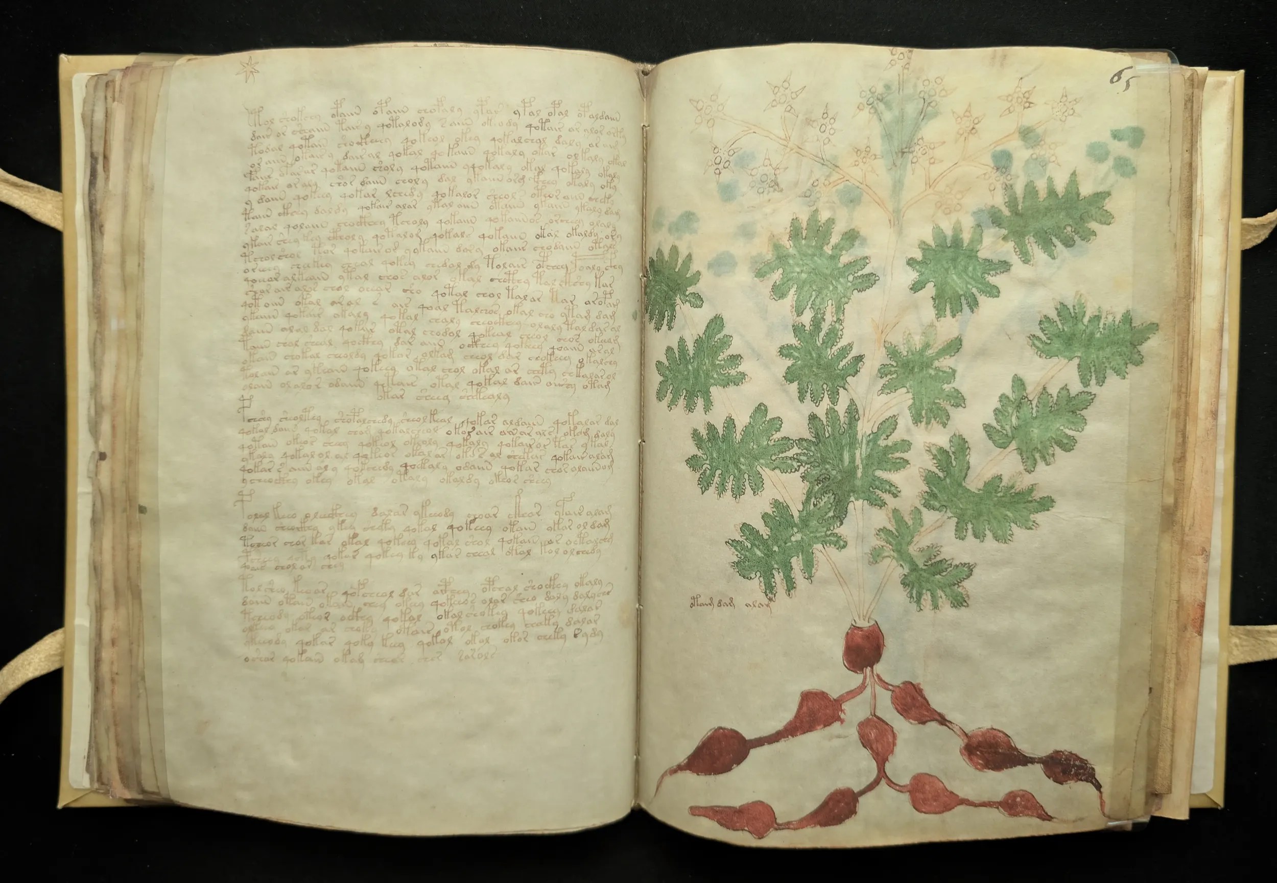 Folios 64-65, sección: herbario