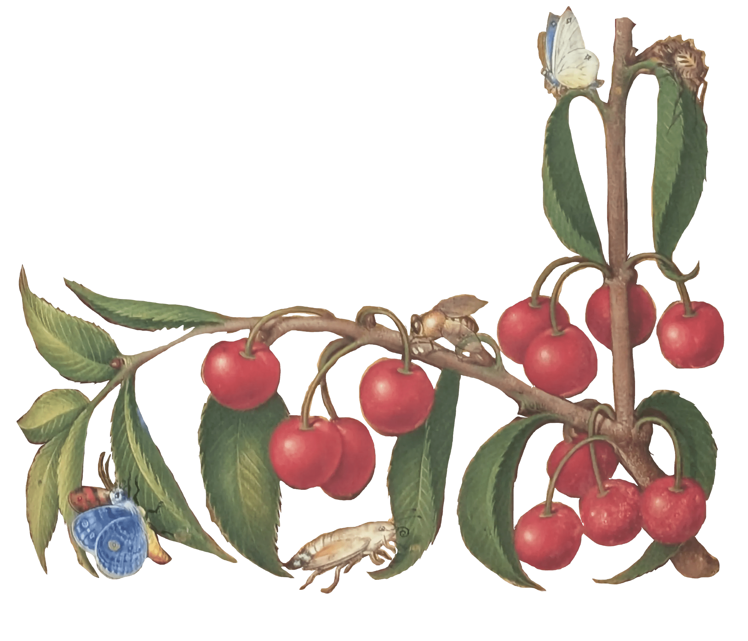 Grandes Horas de Ana de Bretaña, Editorial Moleiro, folio 85r cereza guinda