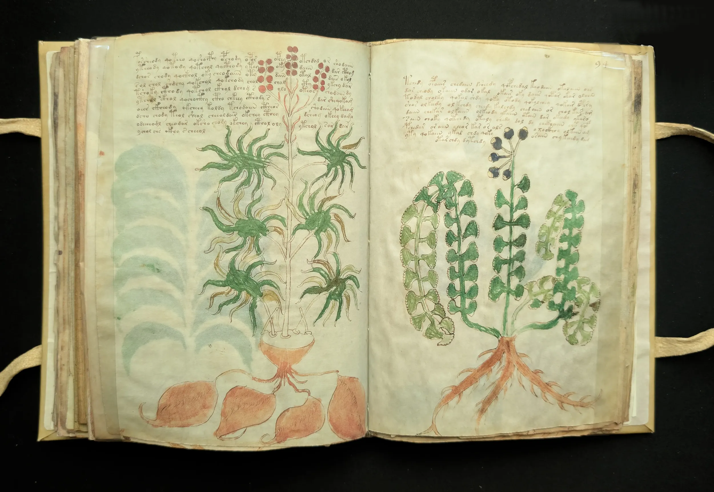 Folios 93-94, sección: herbario