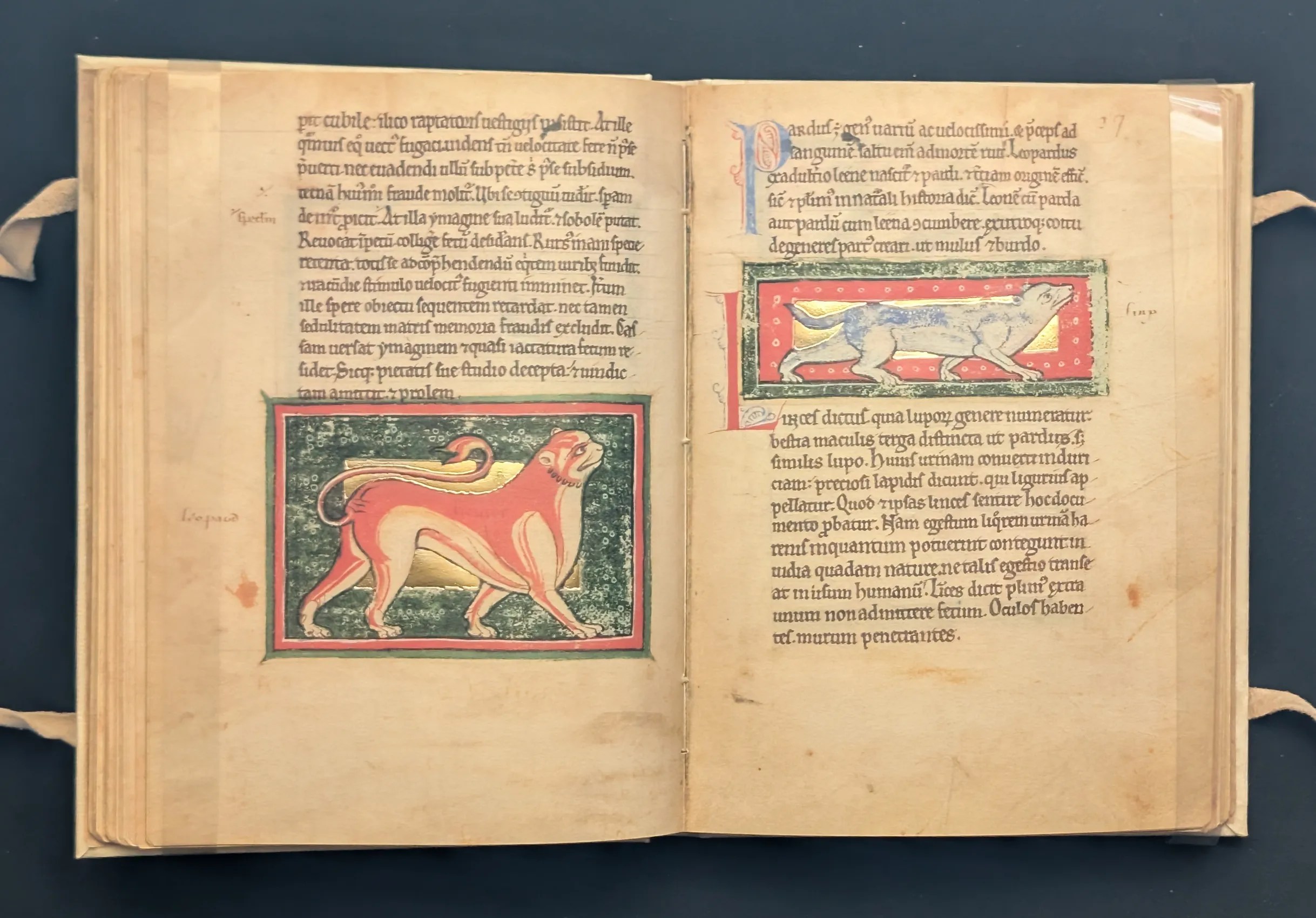 Folio 36v Leopardo, folio 37r Lince