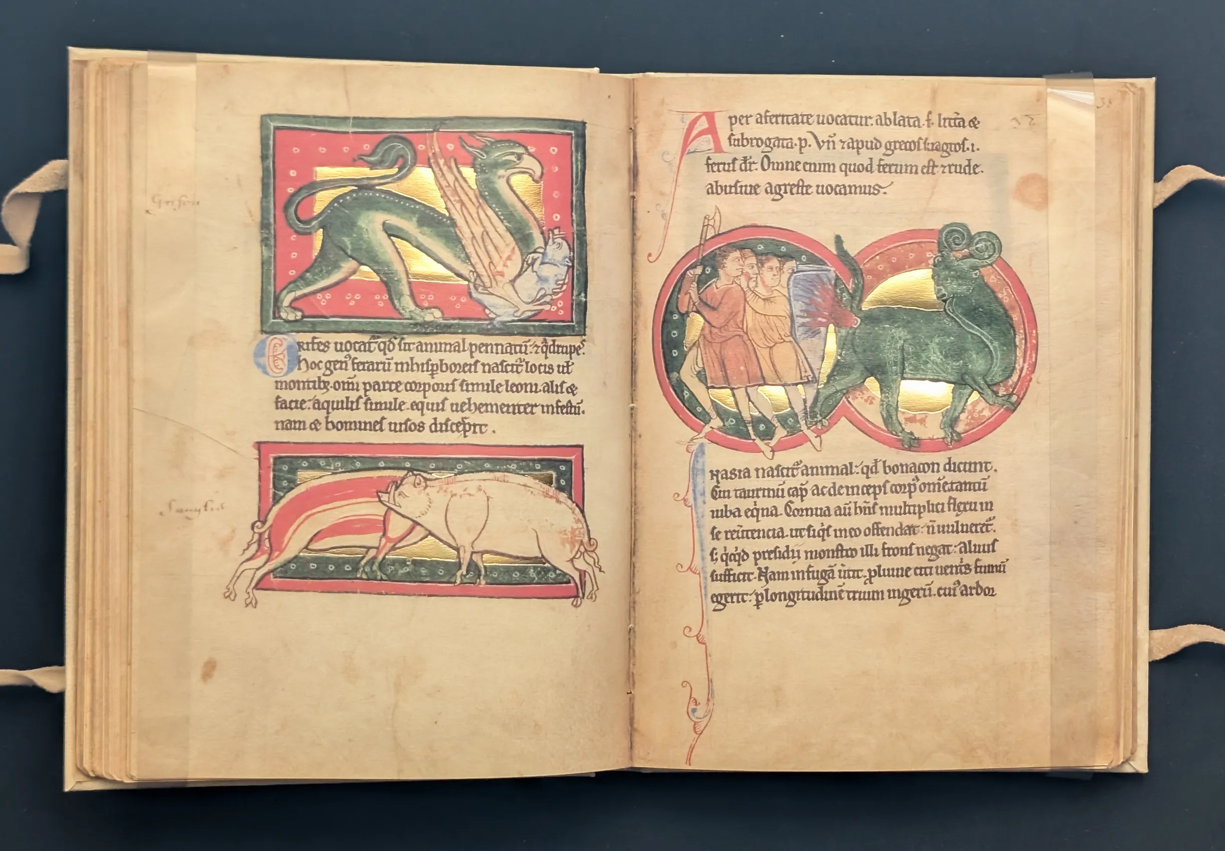 Folio 37v Grifo, folio 37v Jabalí, fol. 38r Bonaco