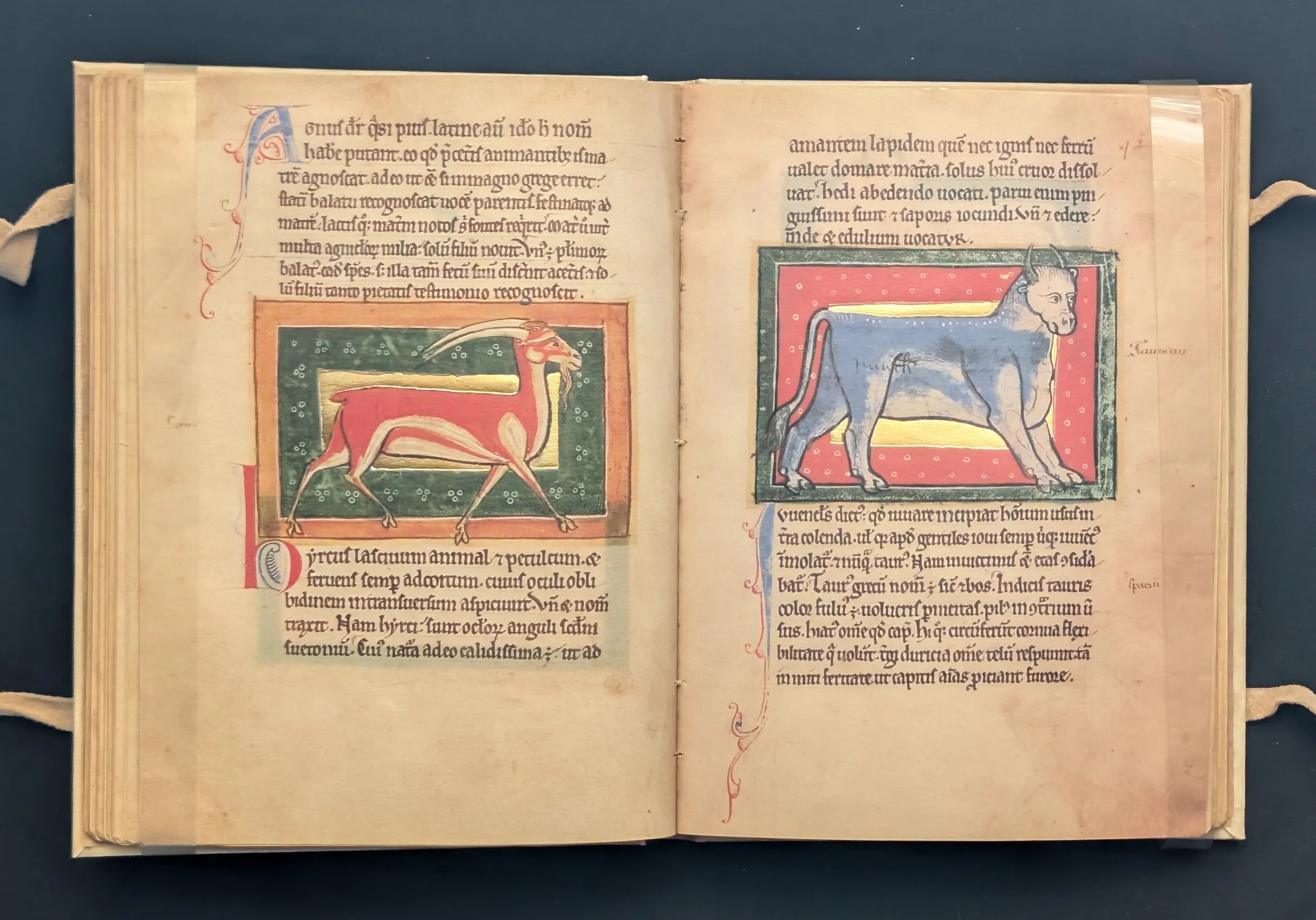 Folio 41v Chivo, folio 42r Novillo