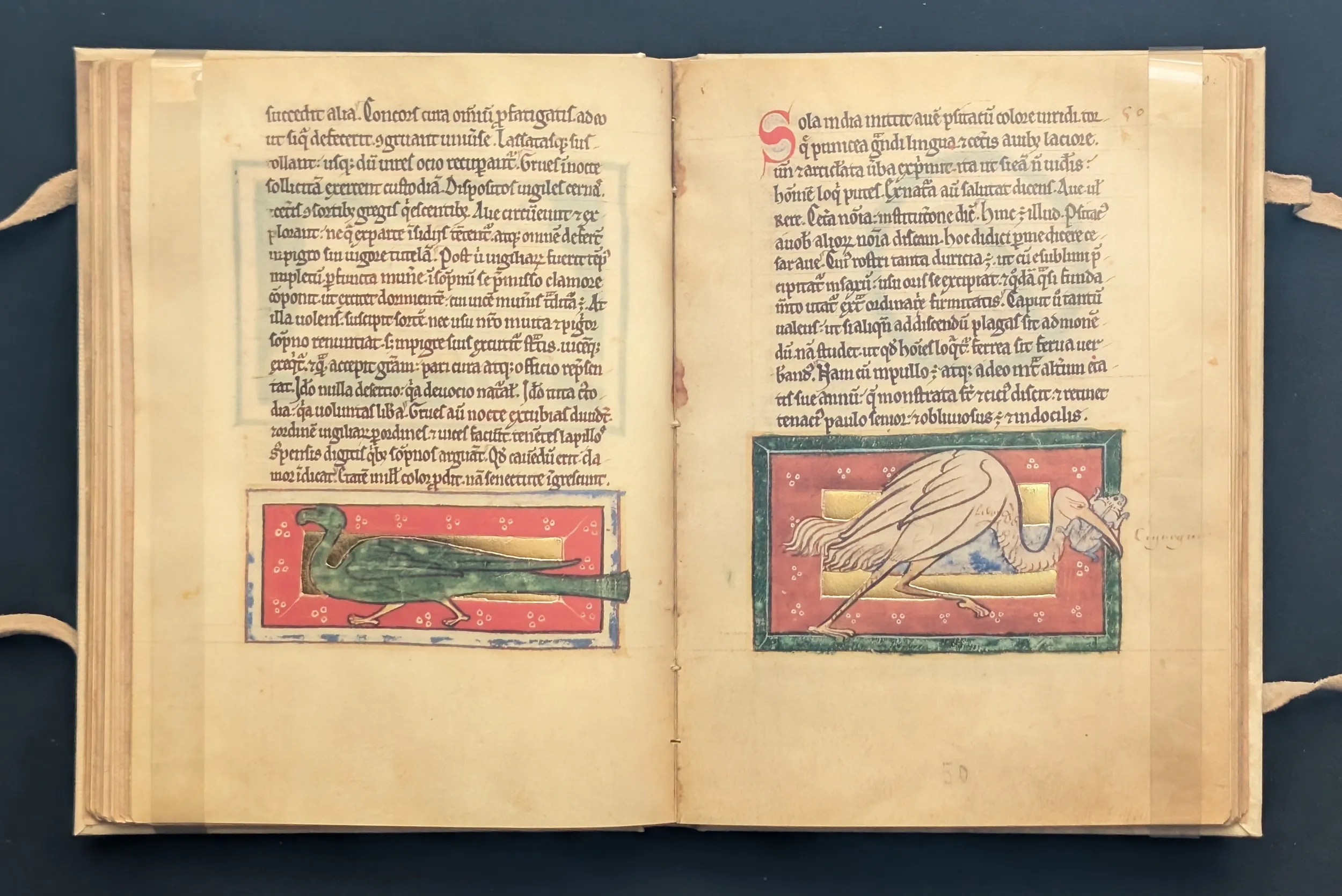 Folio 49v Loro, folio 50r Cigüeña