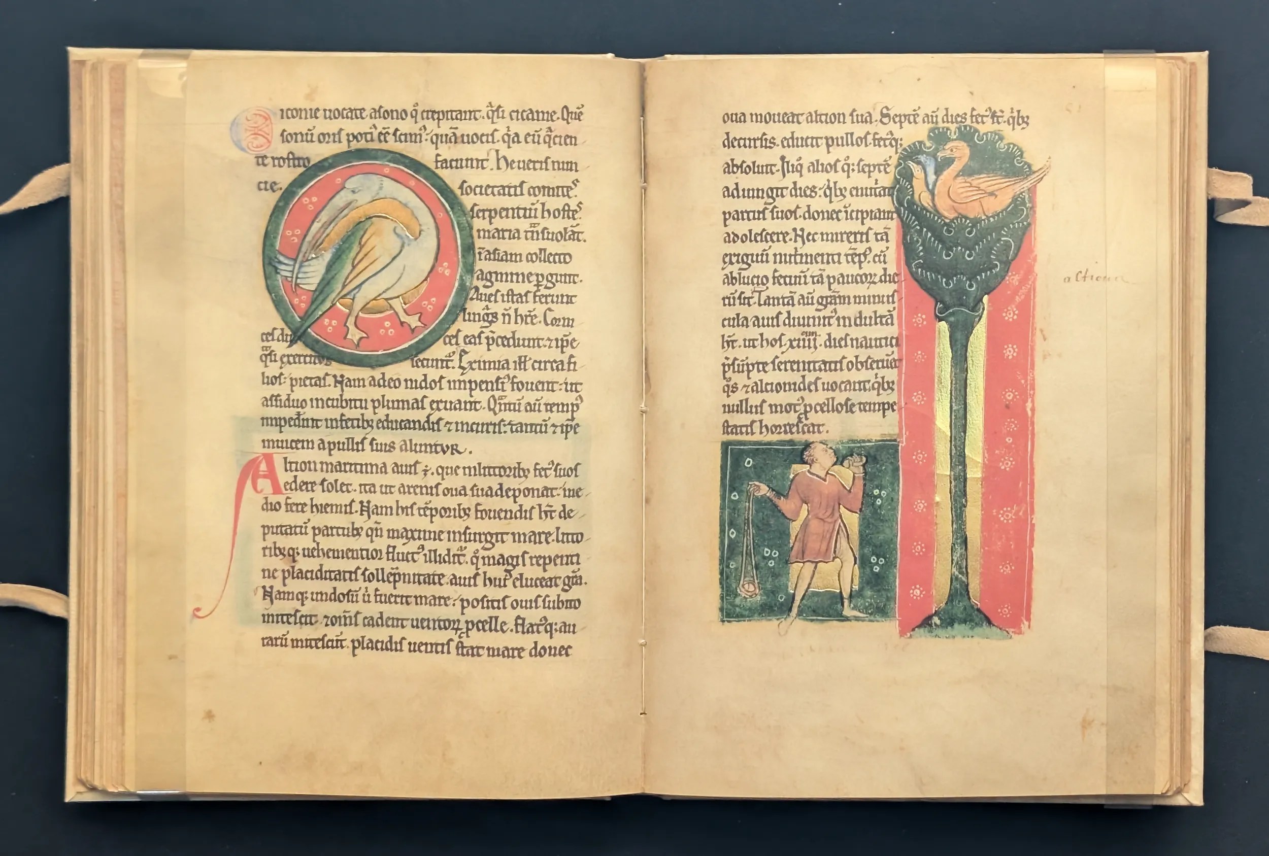 Folio 50v Alción, folio 51r Cinamolgo