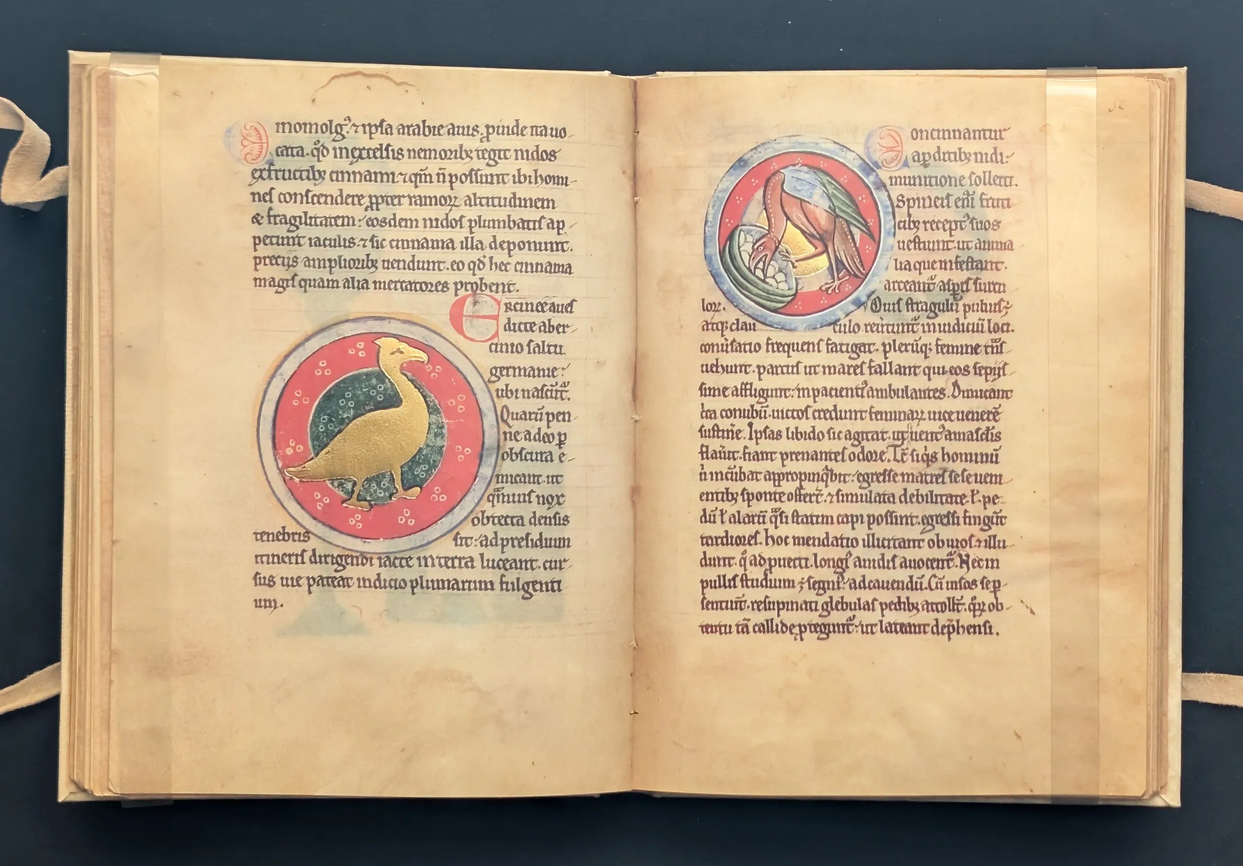 Folio 51v Hercinia, folio 52r Perdiz