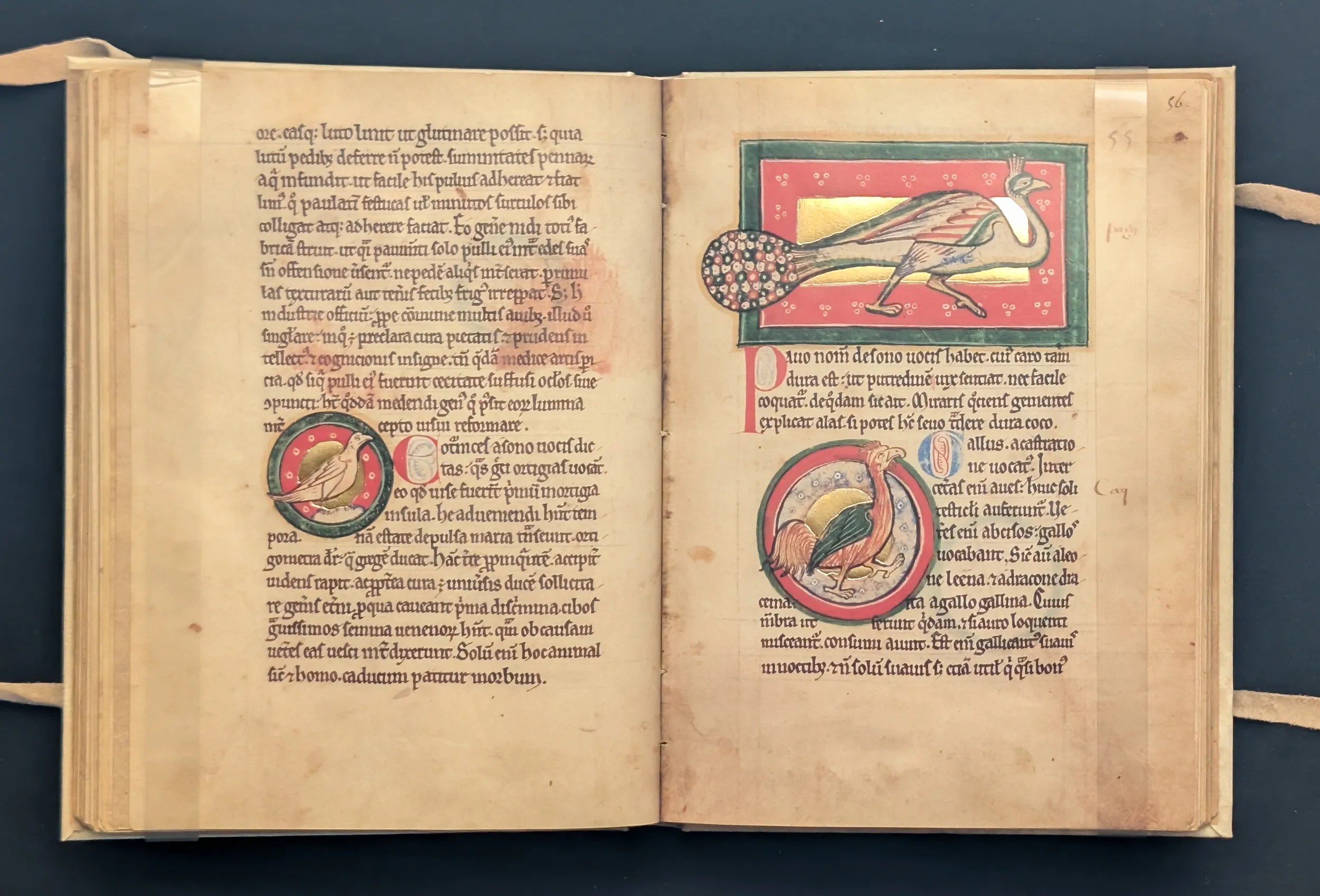 Folio 55v Codorniz, folio 56r Pavo real, folio 56r Gallo