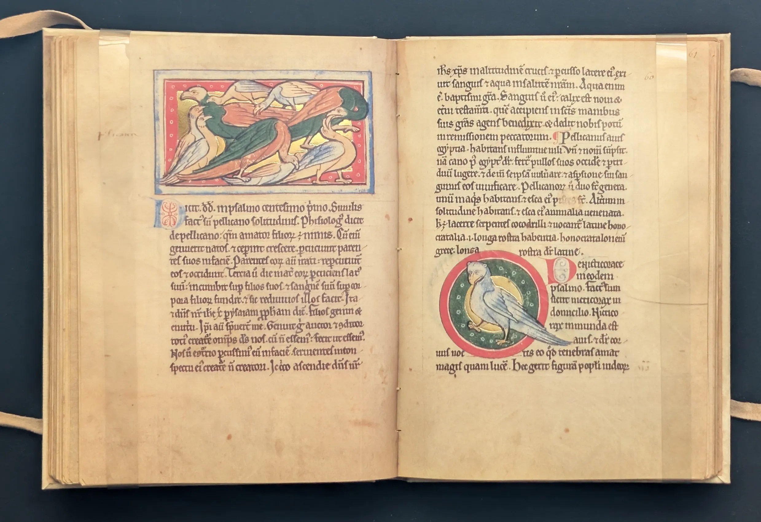 Folio 60v Pelícano, folio 61r Lechuza