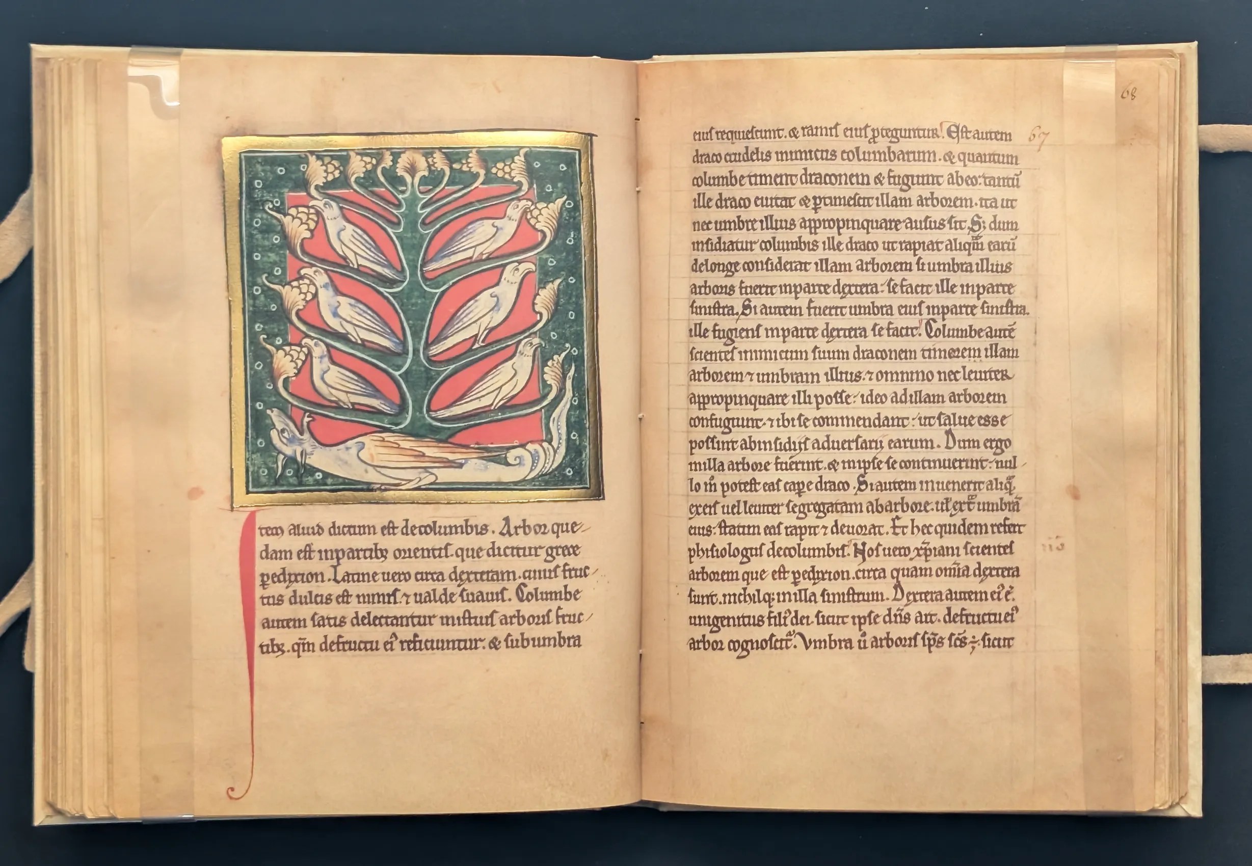 Folio 67v Árbol peridexión