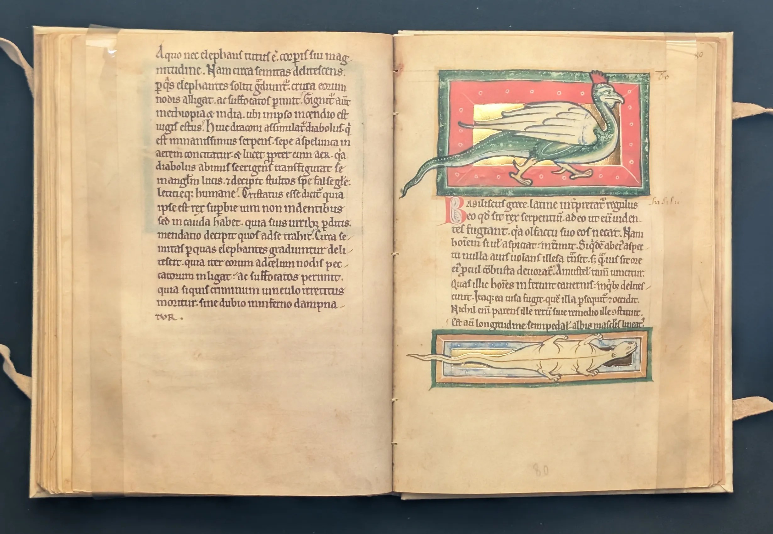 Folio 80r Basilisco, folio 80r Escorpión