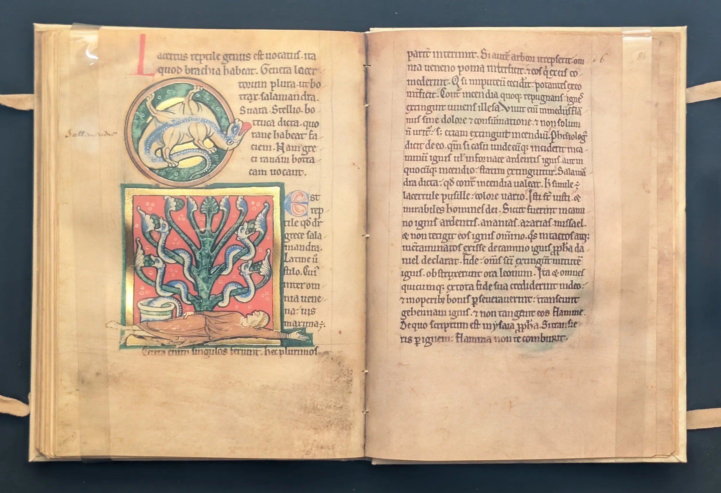 Folio 85v Lagarto, folio 85v Salamandra