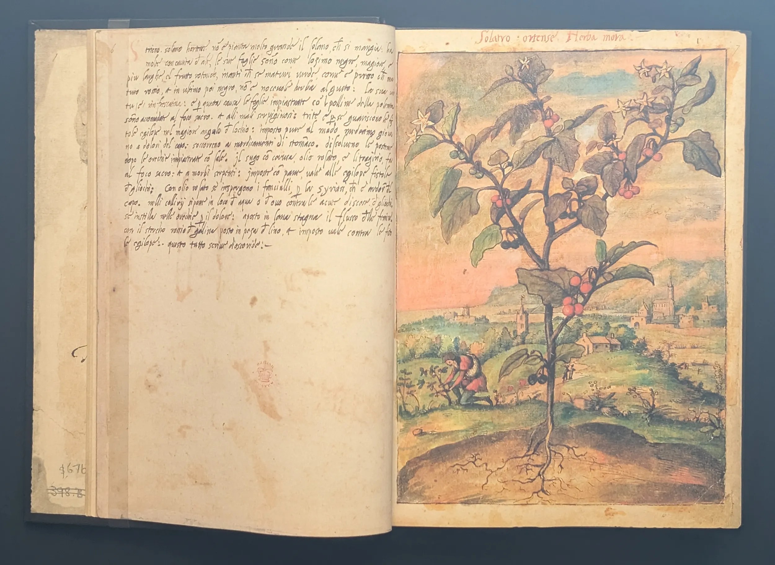 Dioscórides de Cibo y Mattioli folios 6v-7r Hierba mora