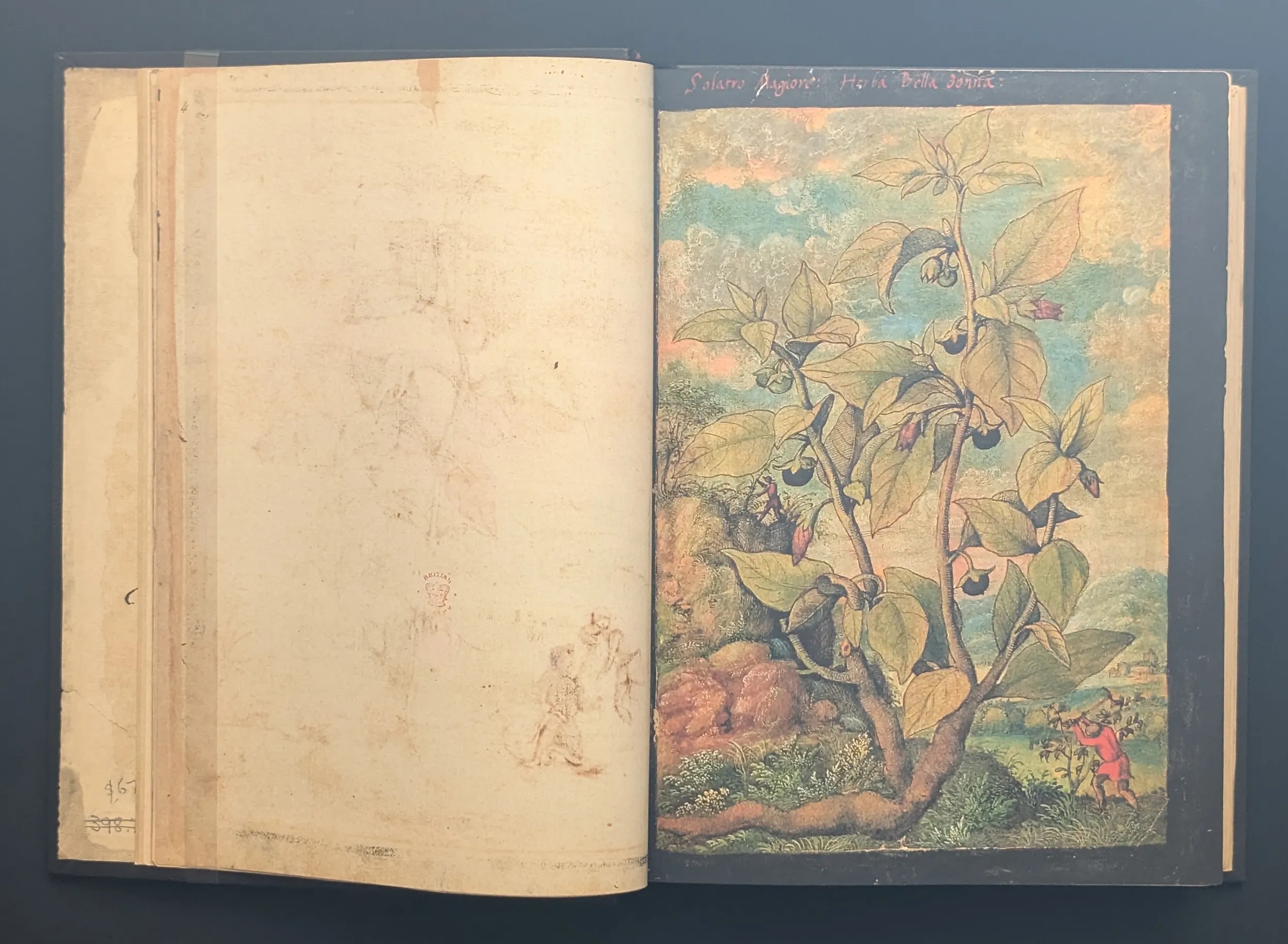 Dioscórides de Cibo y Mattioli folio 5r Belladona