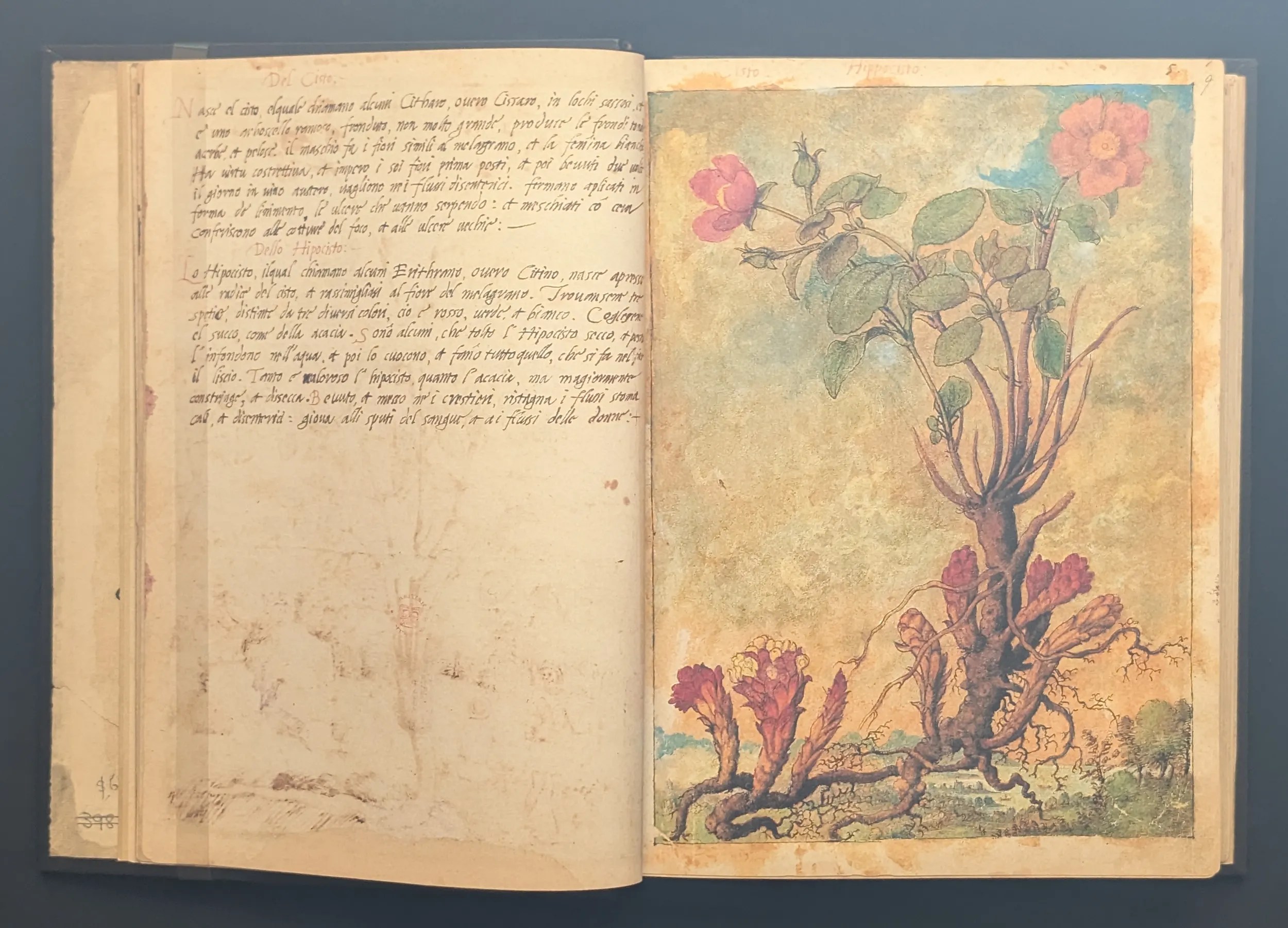 Dioscórides de Cibo y Mattioli folios 8v-9r Jara blanca y Doncella