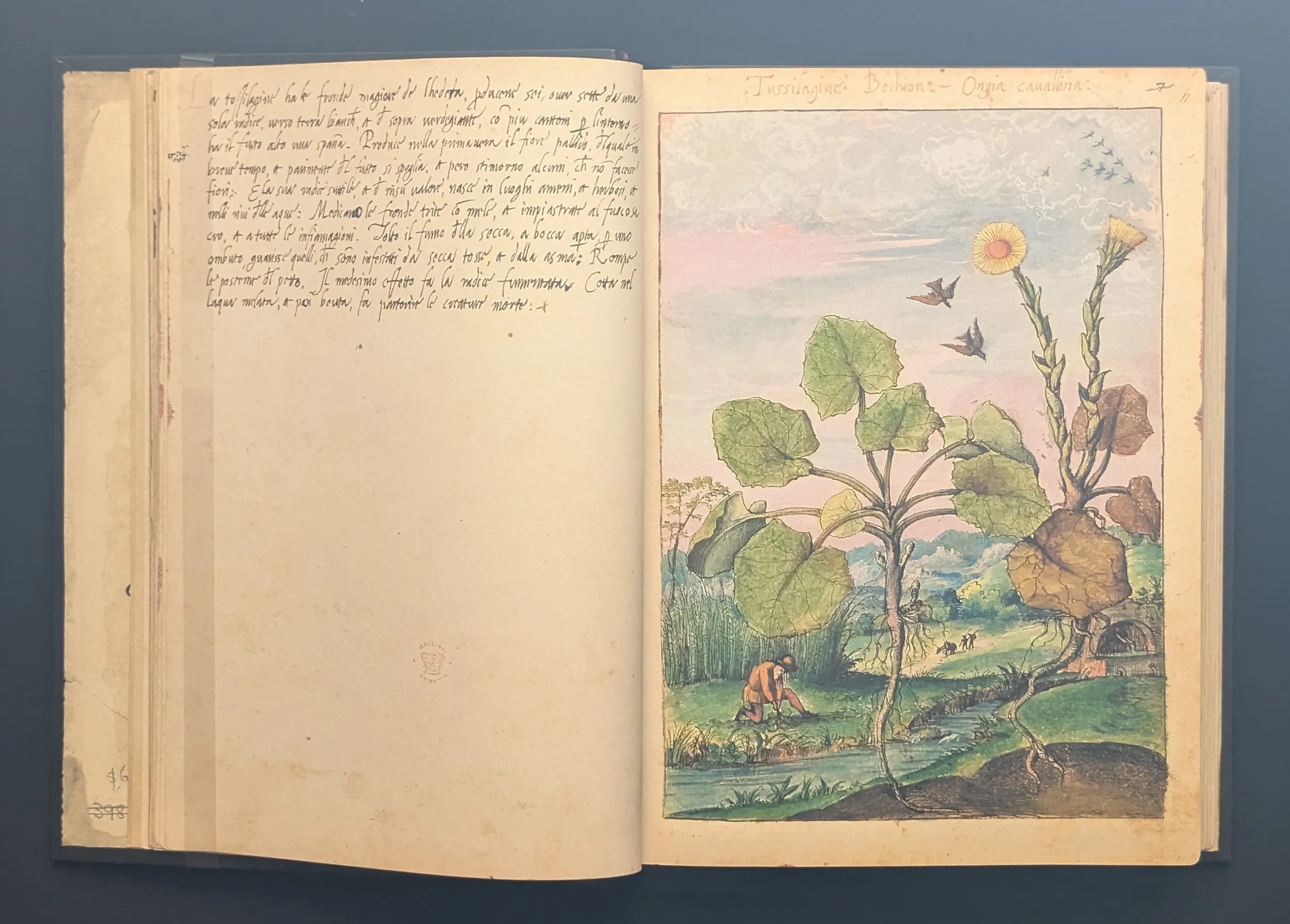 Dioscórides de Cibo y Mattioli folios 10v-11r Tusílago