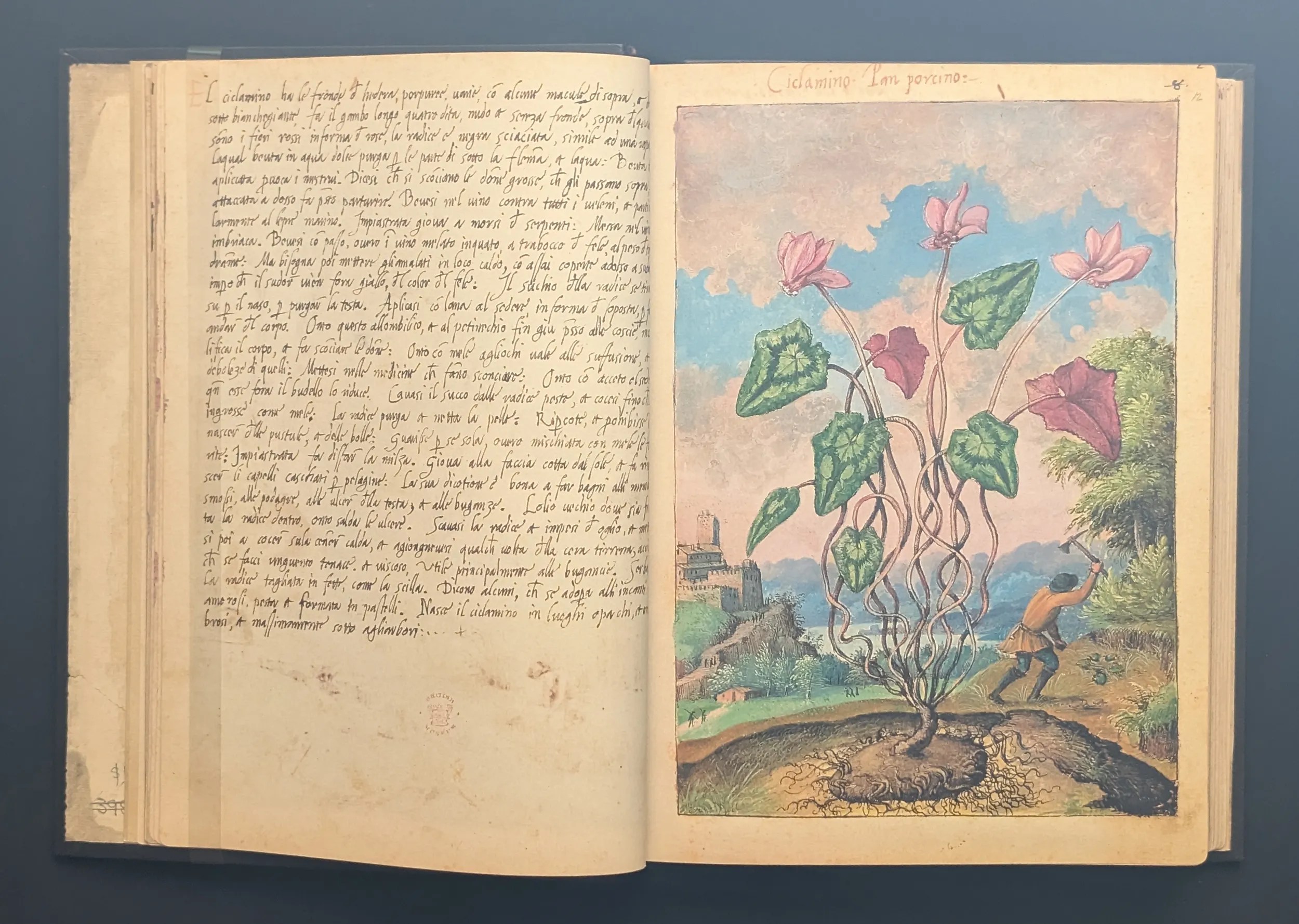 Dioscórides de Cibo y Mattioli folios 11v-12r Pan porcino