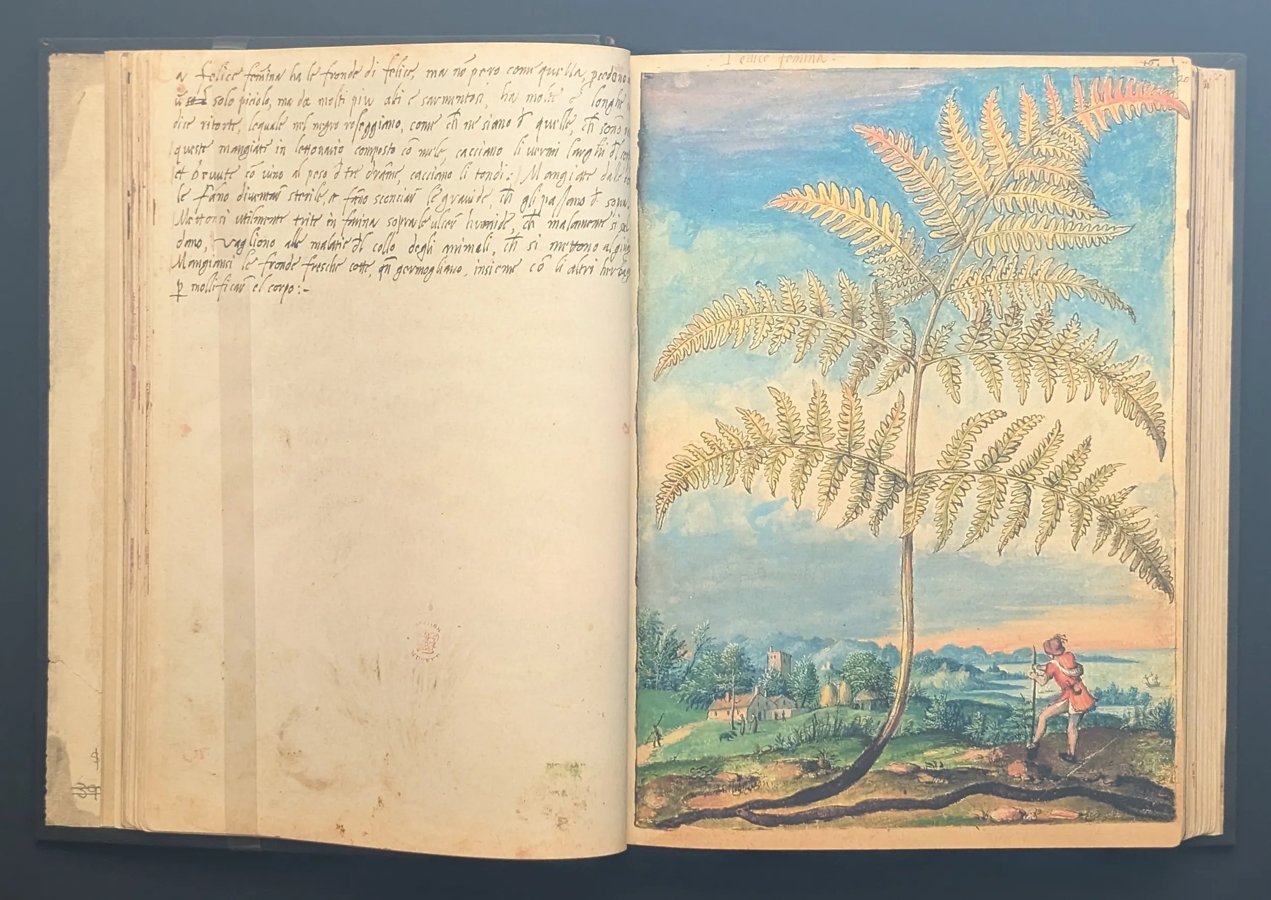 Dioscórides de Cibo y Mattioli folios 19v-20r Helécho común