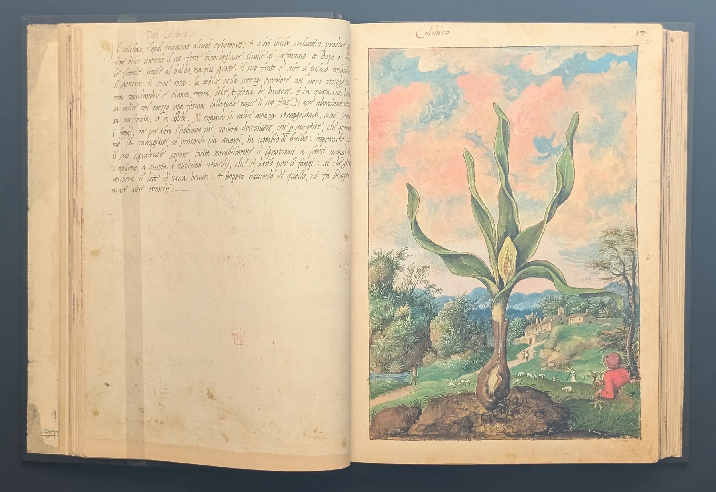 Dioscórides de Cibo y Mattioli folios 20v-21r Cólquico