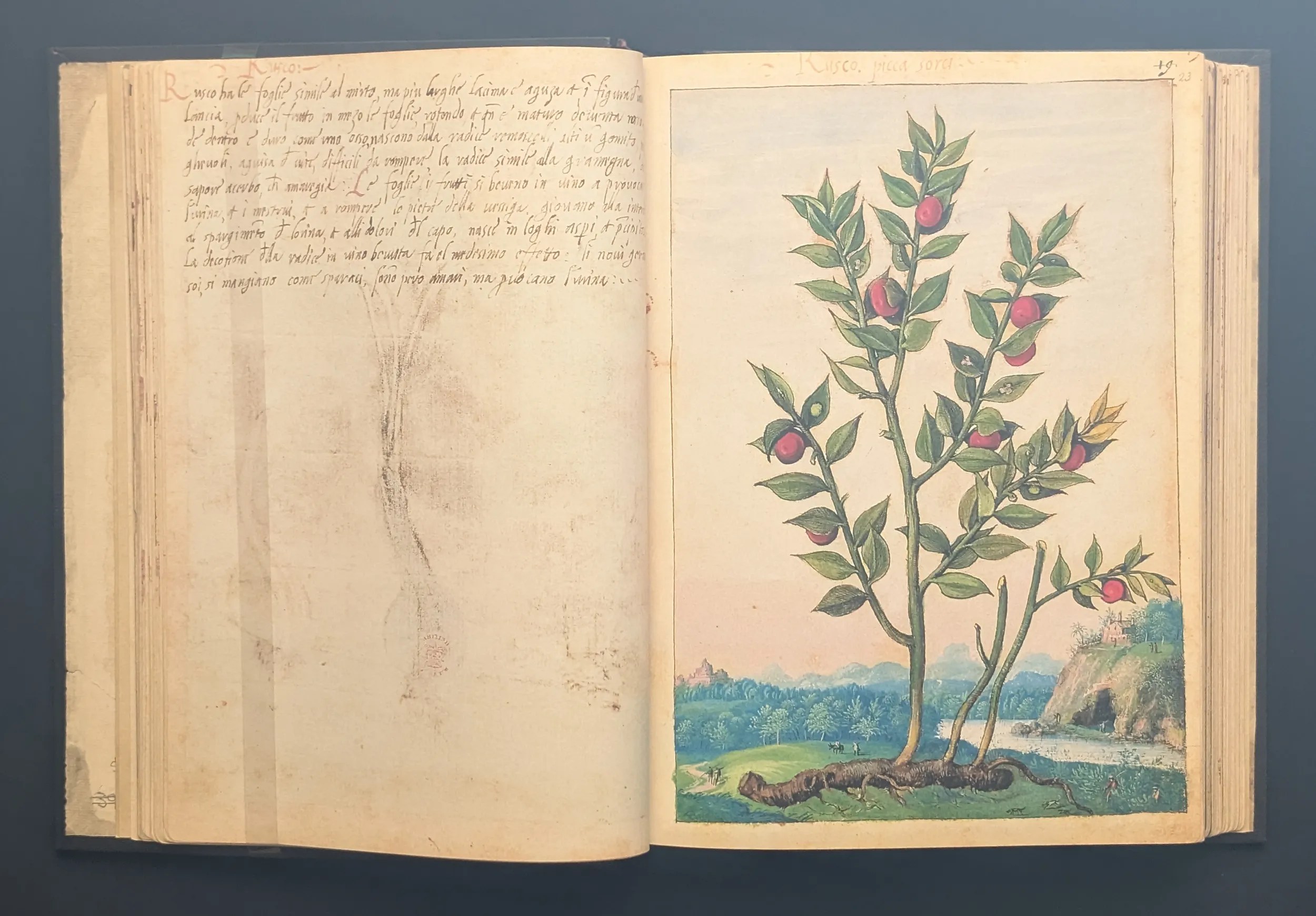 Dioscórides de Cibo y Mattioli folios 22v-23r Rusco