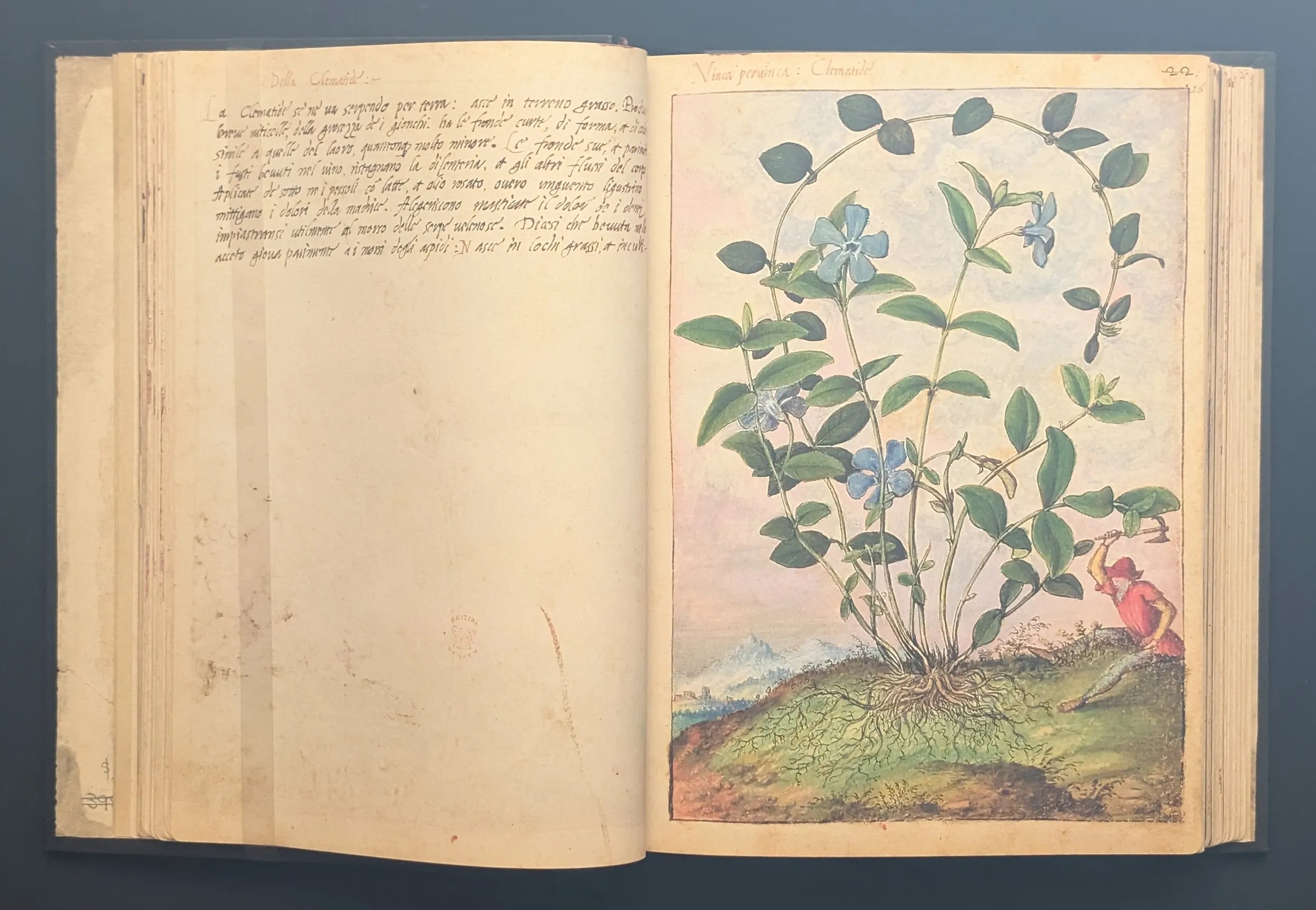 Dioscórides de Cibo y Mattioli folios 25v-26r Hierba doncella