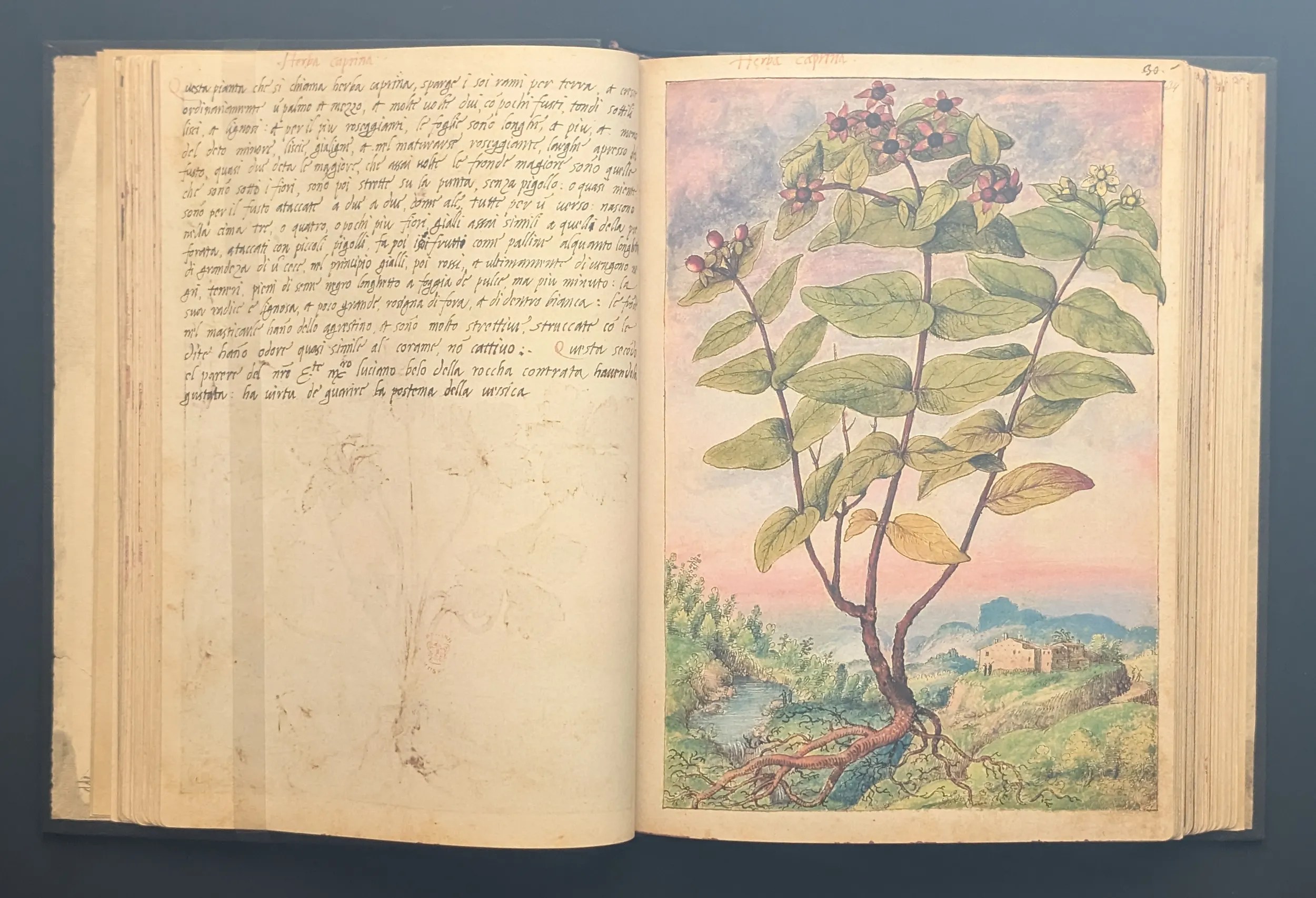 Dioscórides de Cibo y Mattioli folios 33v-34r Androsemo