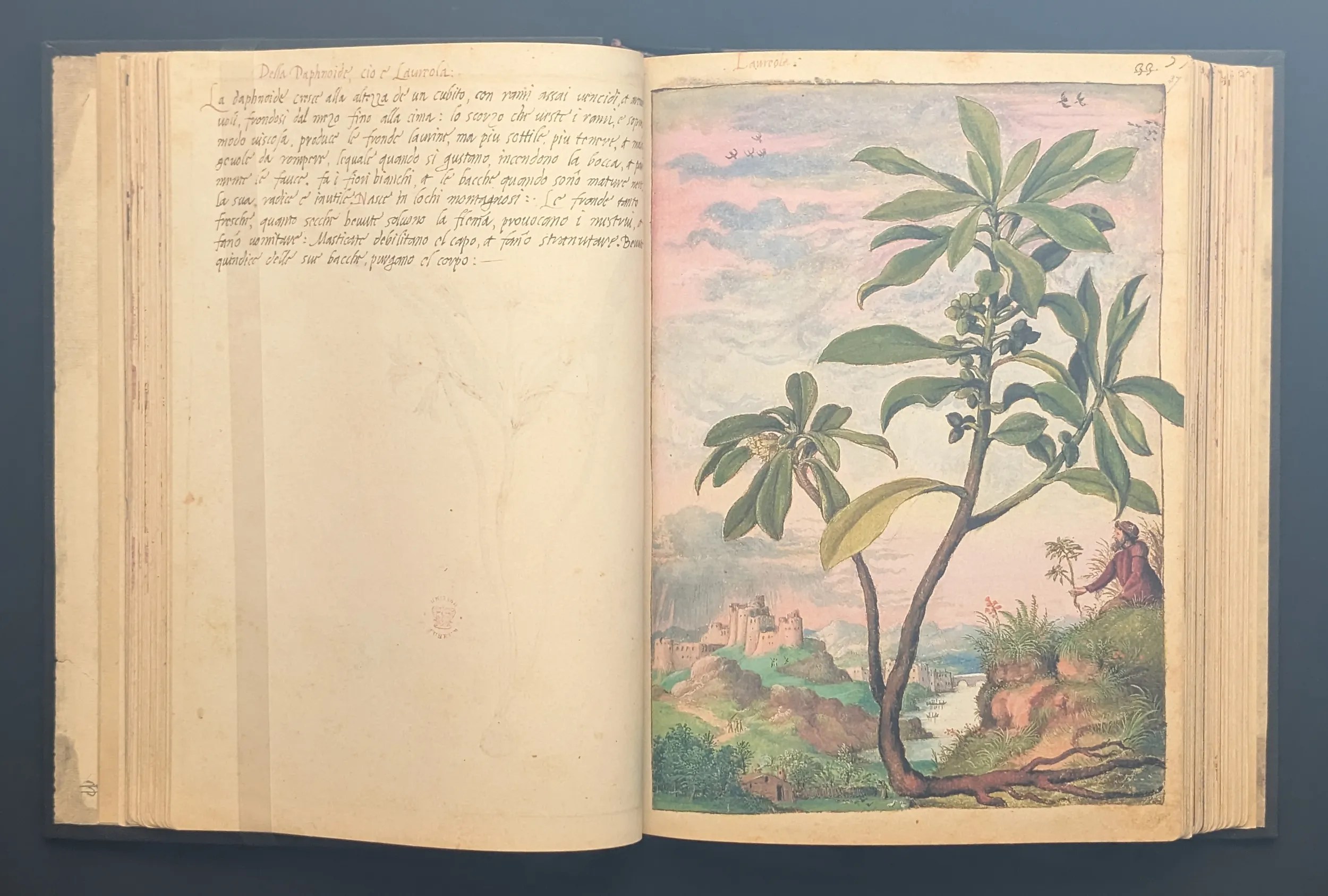 Dioscórides de Cibo y Mattioli folios 36v-37r Laureola
