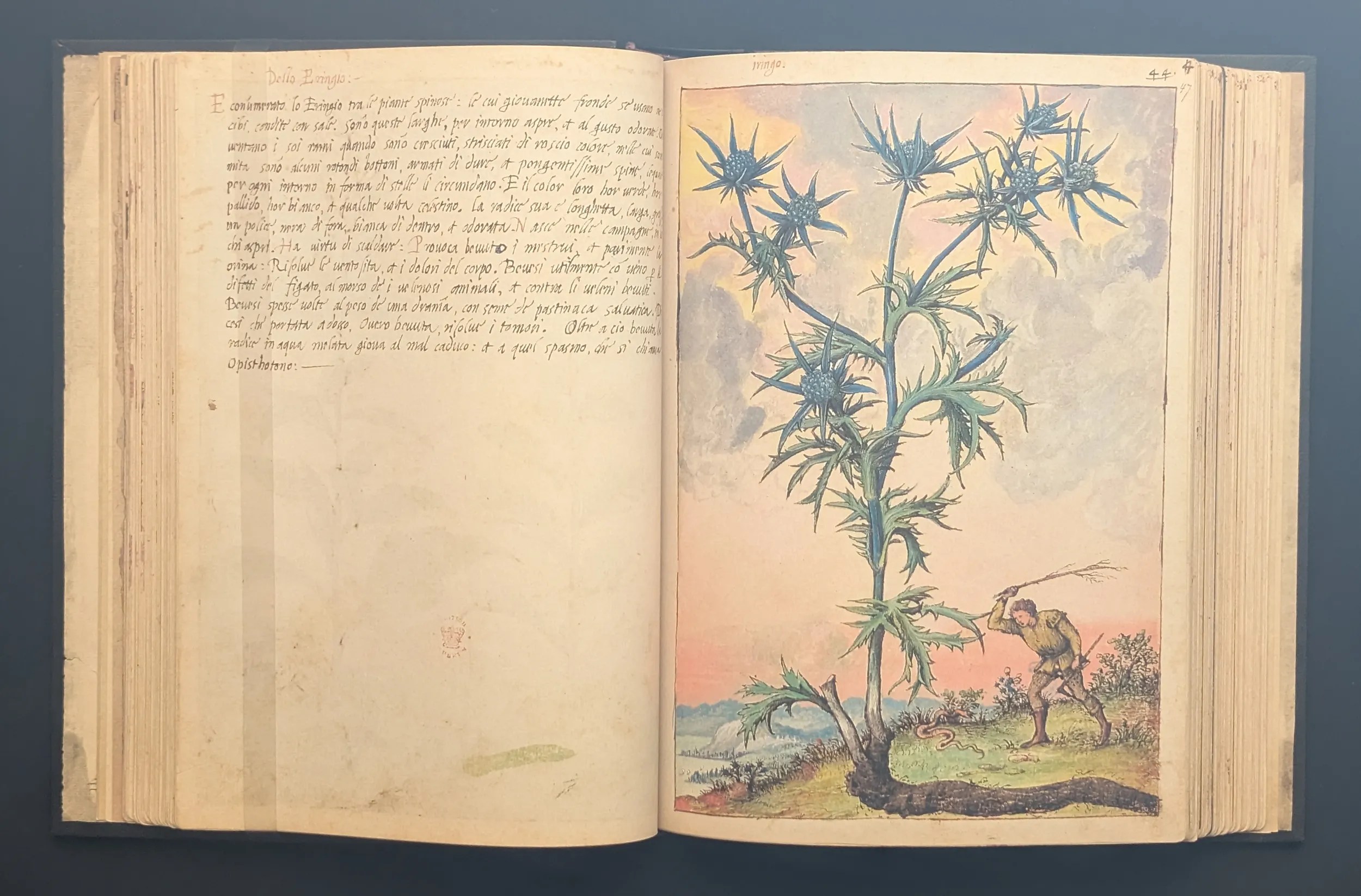 Dioscórides de Cibo y Mattioli folios 46v-47r Cardo corredor