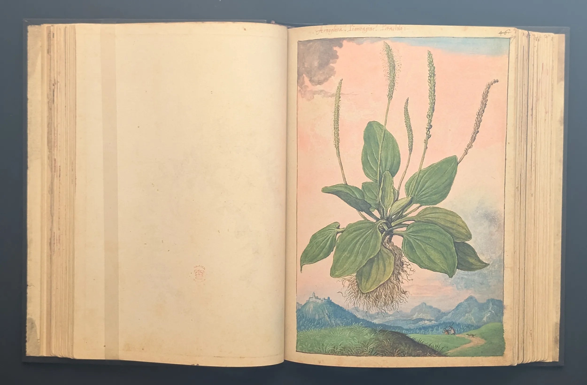 Dioscórides de Cibo y Mattioli folio 49r Llantén-mayor