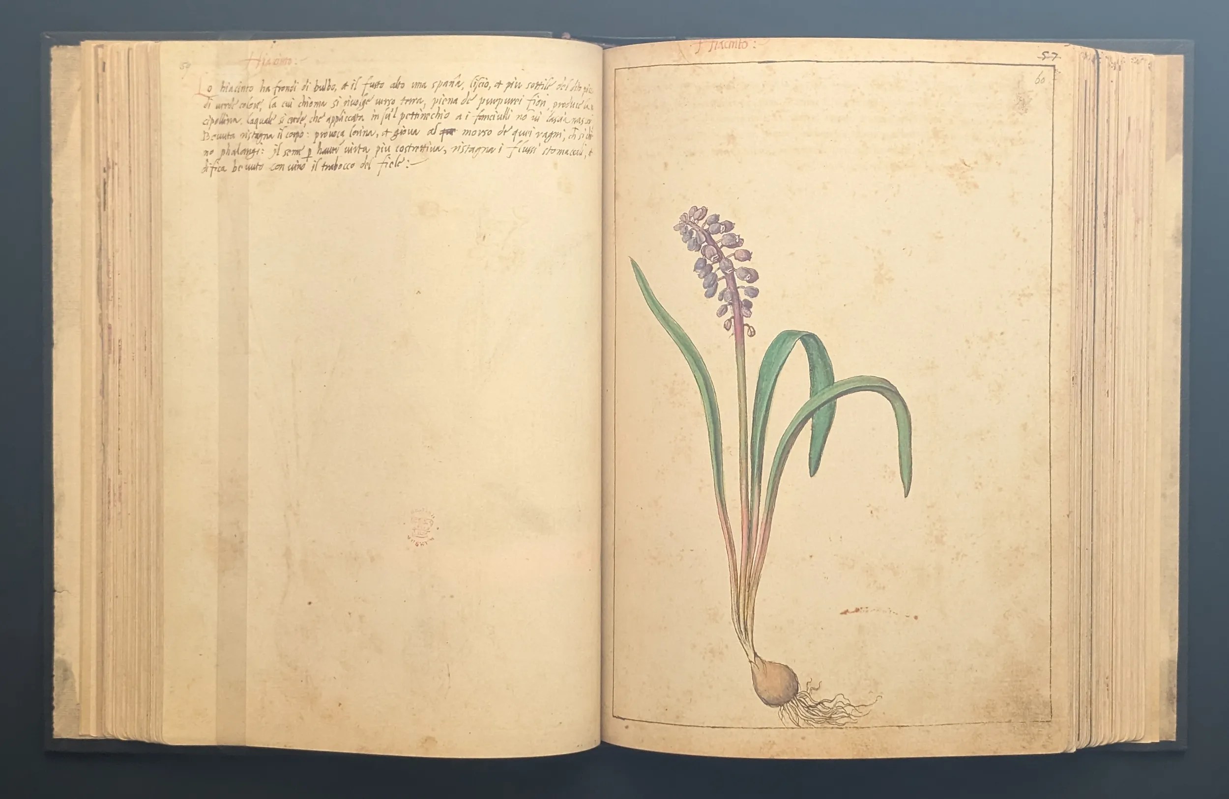 Dioscórides de Cibo y Mattioli folios 59v-60r Nazareno