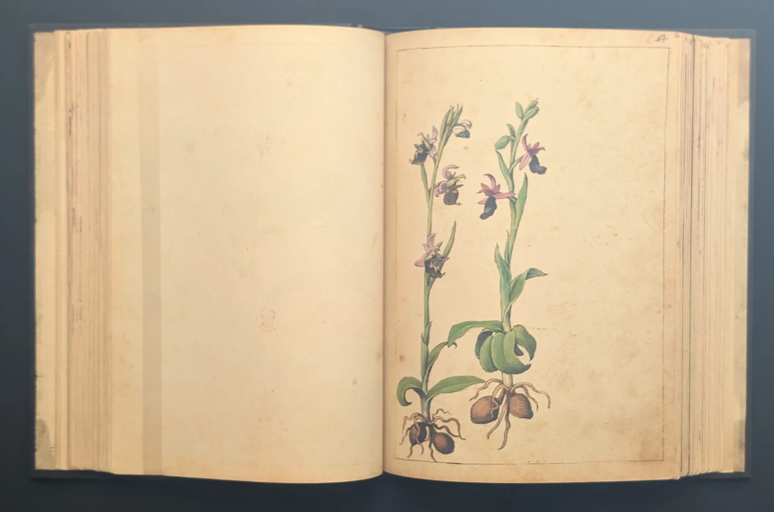 Dioscórides de Cibo y Mattioli folio 66r Abejera becada y Abejera