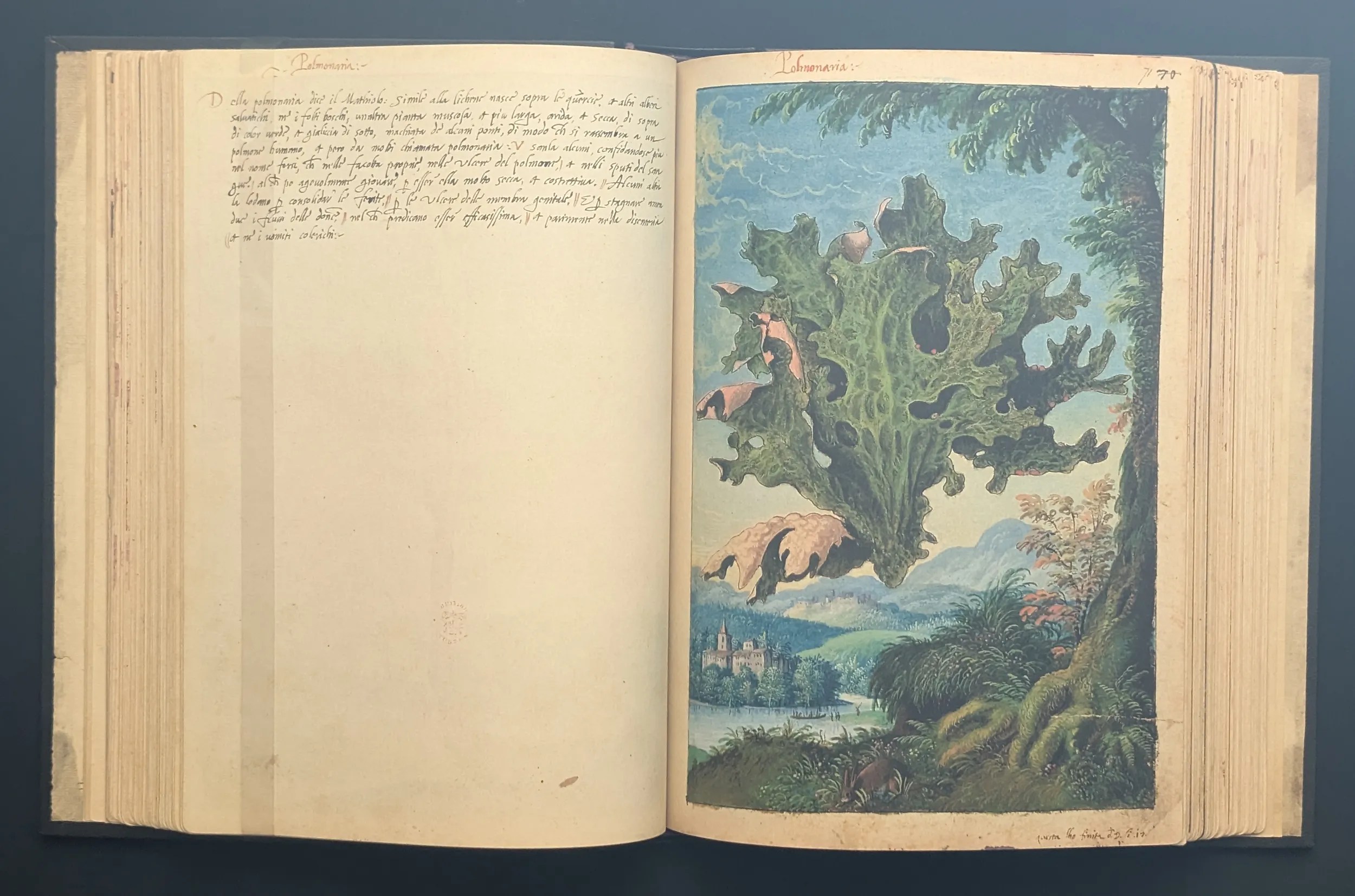 Dioscórides de Cibo y Mattioli folios 70v-71r Pulmonaria de árbol
