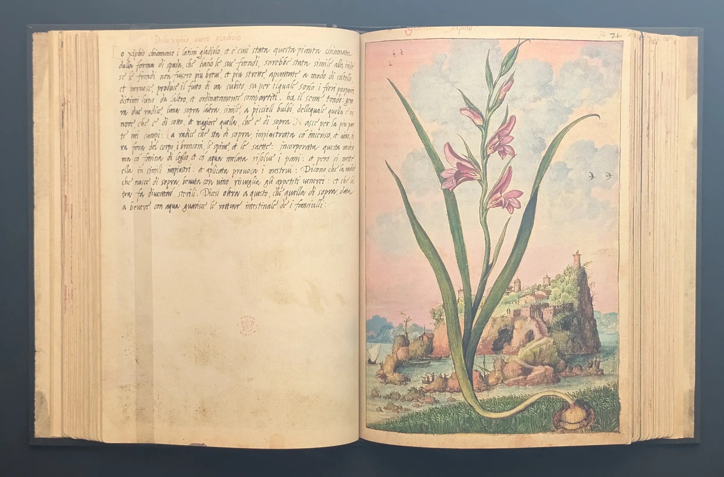 Dioscórides de Cibo y Mattioli folios 71v-72r Espadilla