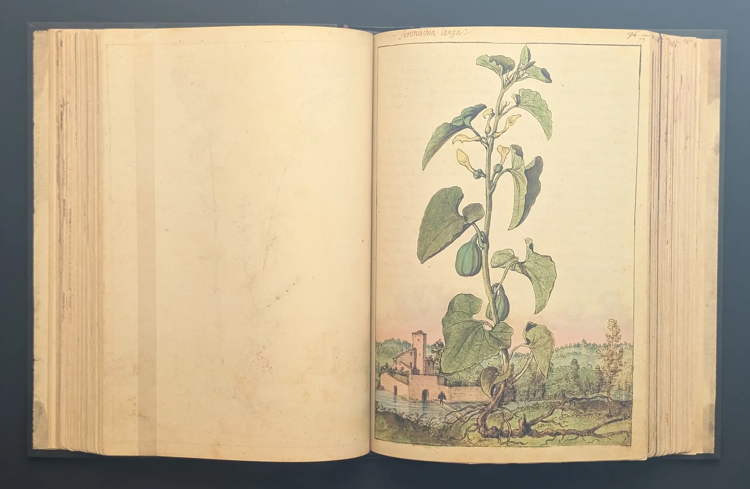 Dioscórides de Cibo y Mattioli folio 77r Aristoloquia