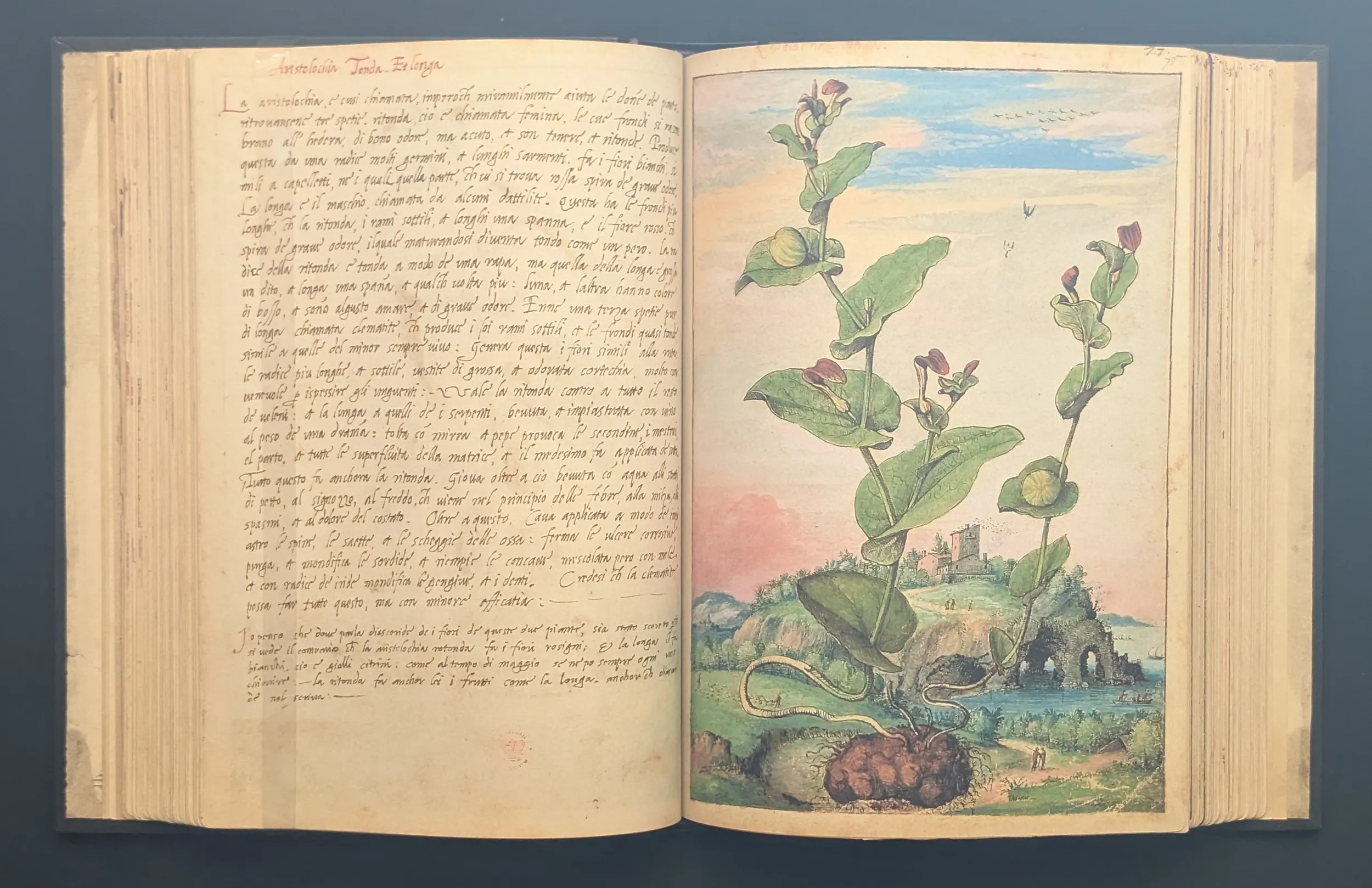 Dioscórides de Cibo y Mattioli folios 77v-78r Aristoloquia redonda