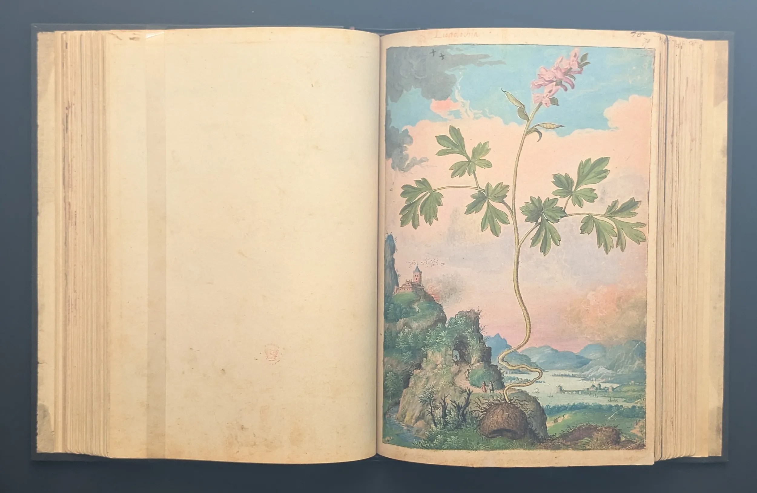 Dioscórides de Cibo y Mattioli folio 79r Aristoloquia hueca