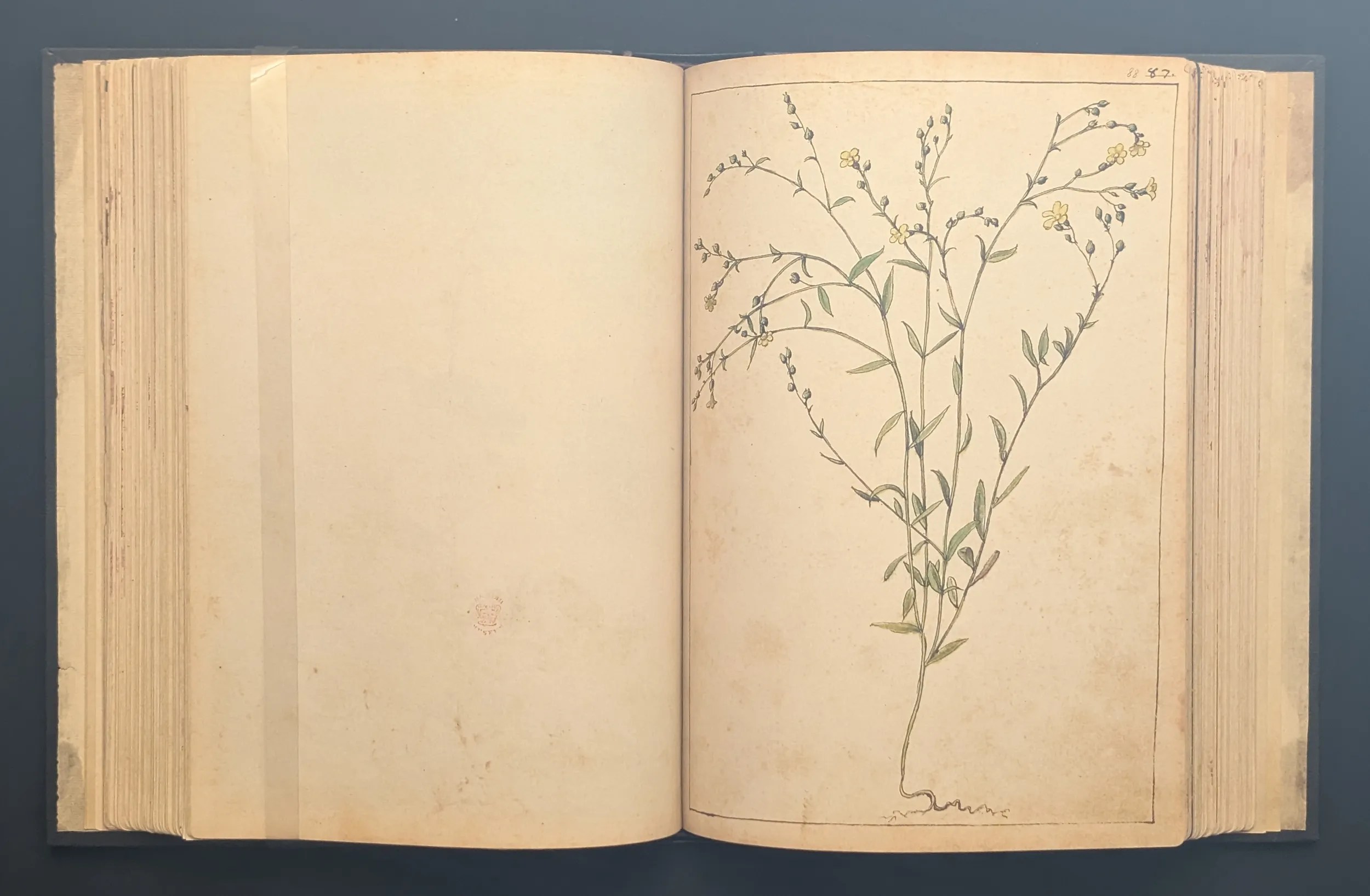 Dioscórides de Cibo y Mattioli folio 88r Lino de flor amarilla