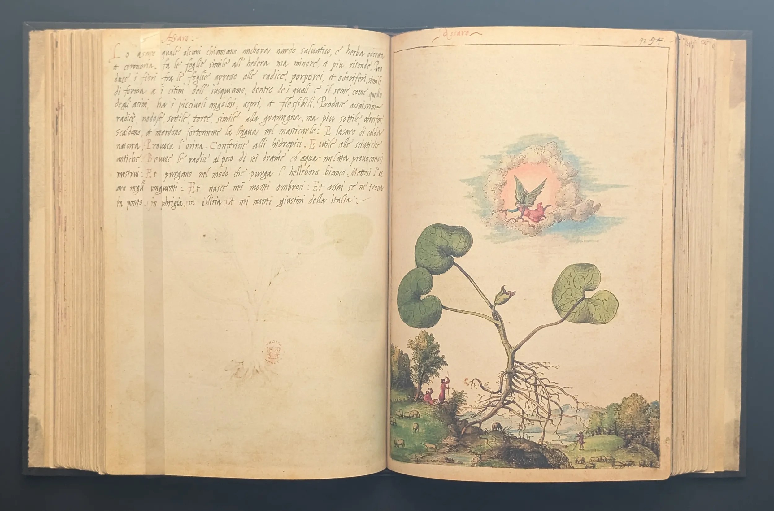 Dioscórides de Cibo y Mattioli folios 91v-92r Hierba tabernera